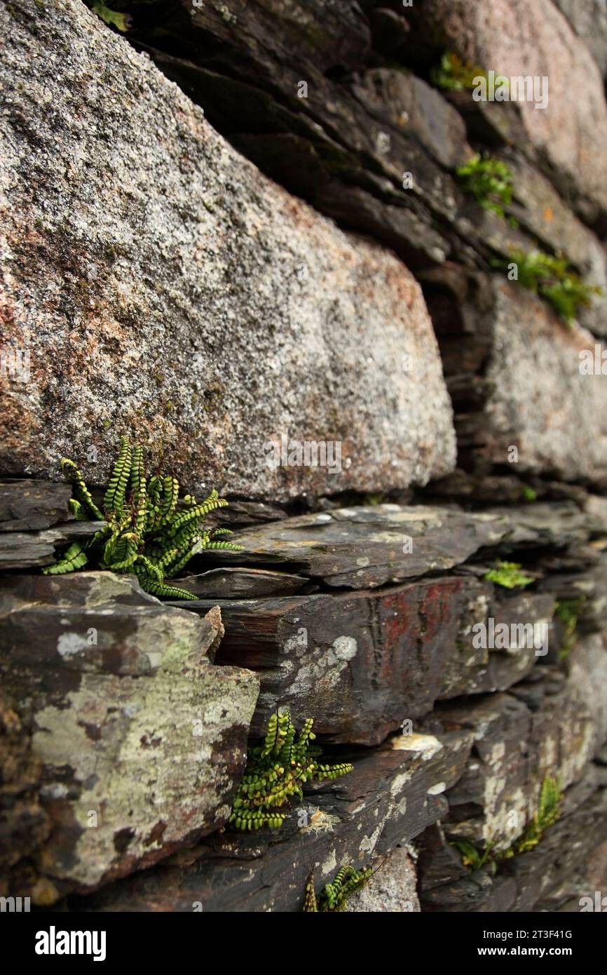 Plantes poussant dans les fissures dans le mur de pierre de la mine de plomb désaffectée (alias Snuff the Wind), Foxdale, Île de Man. Banque D'Images