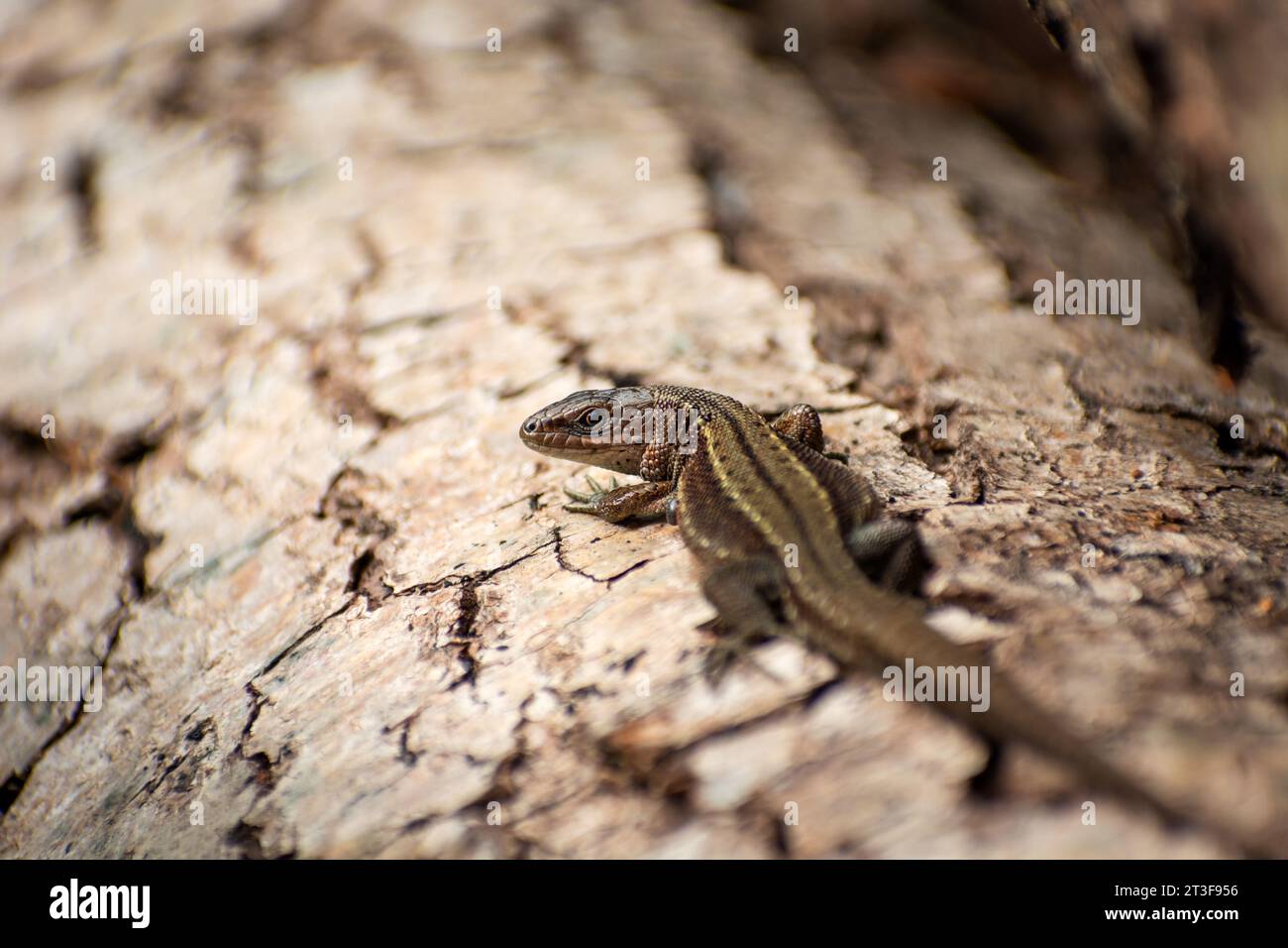 Lézard vivipare sur un tronc d'arbre, Pologne orientale Banque D'Images