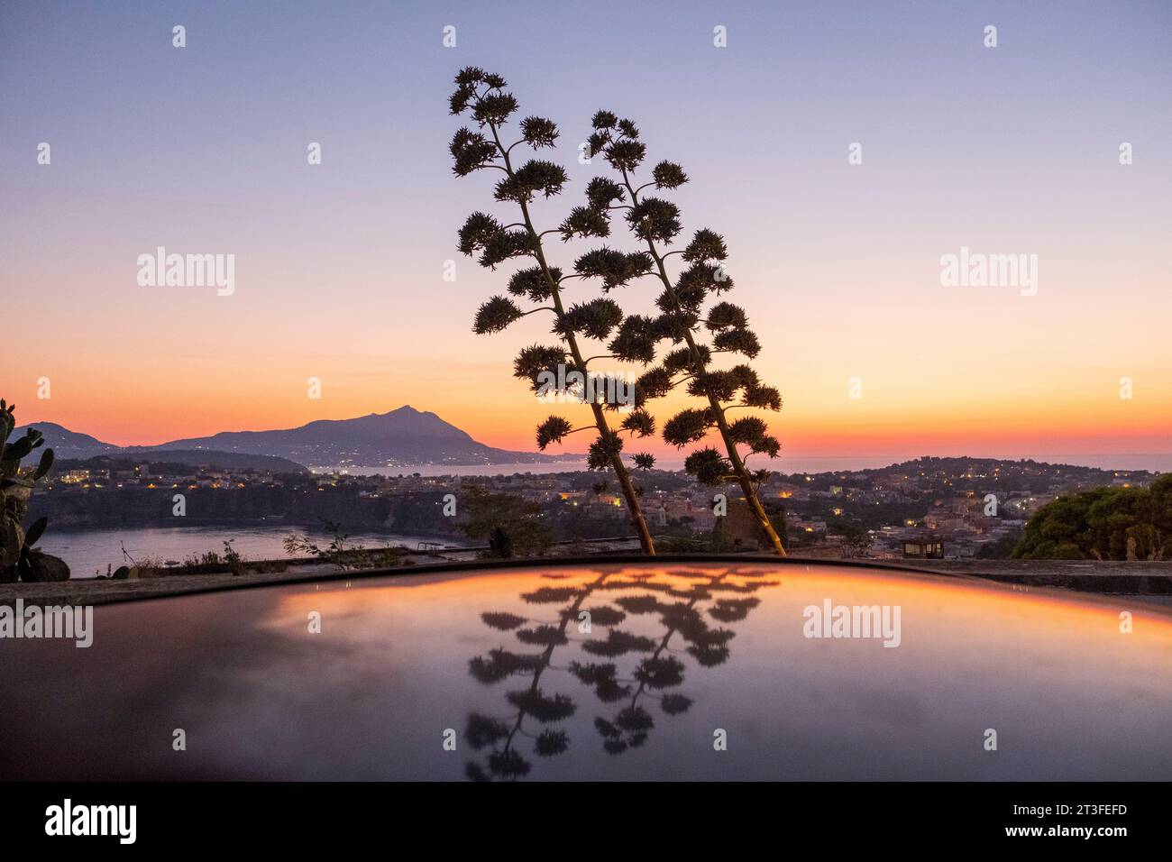 Italie, Campanie, Golfe de Naples, île de Procida, citadelle de Terra Murata, agave en fleur, île d'Ischia en arrière-plan Banque D'Images