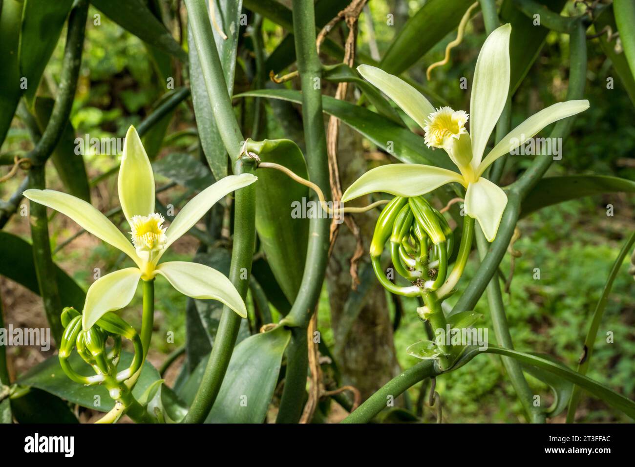 Papouasie-Nouvelle-Guinée, province de Sepik oriental, fleur de vanille de Tahiti (Vanilla tahitensis) Banque D'Images