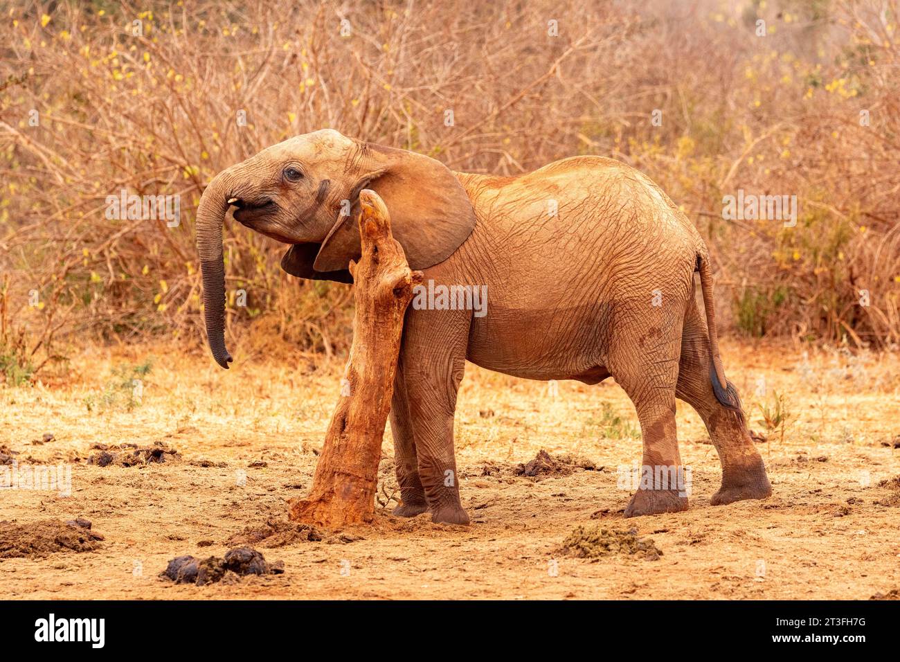 Kenya, Parc national de Tsavo East, éléphant (Loxodonta africana), jeune se frottant sur une branche près d'un point d'eau Banque D'Images