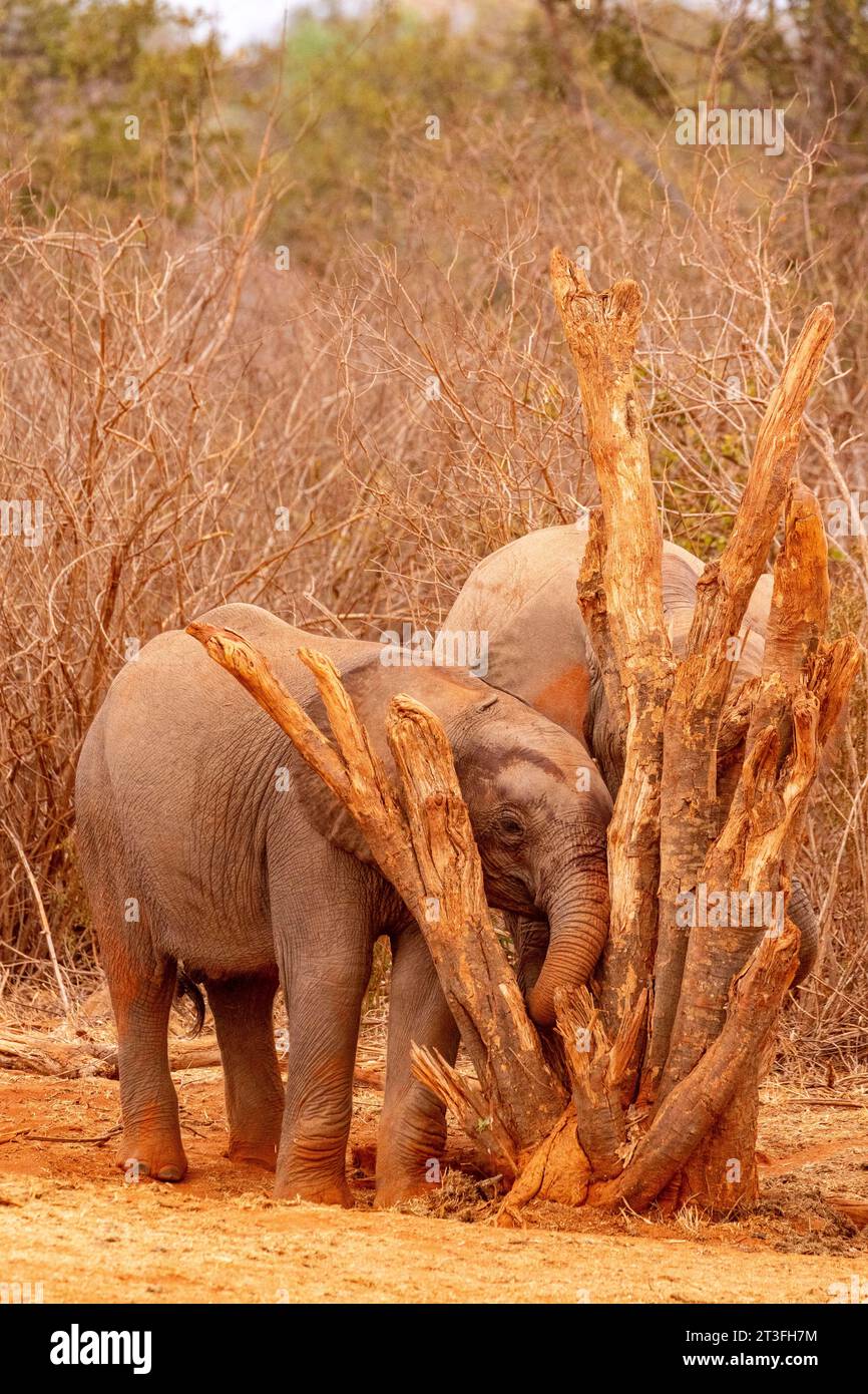 Kenya, Parc national de Tsavo East, éléphant (Loxodonta africana), jeunes se frottant sur une branche près d’un point d’eau Banque D'Images