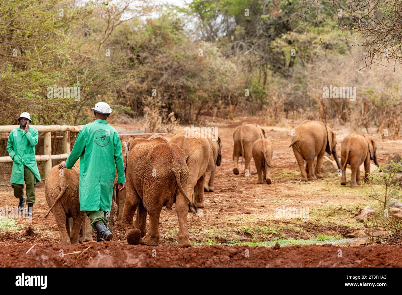 Kenya, parc national de Nairobi, orphelinat Sheldrick, éléphant (Loxodonta africana), jeunes et leurs gardiens quittant le lieu d’alimentation pendant la visite publique Banque D'Images