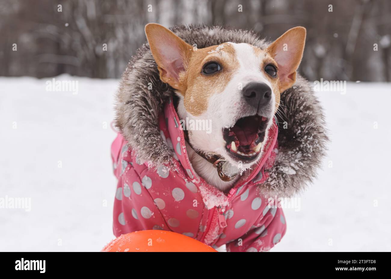 Chien habillé en costume chaud avec collier de fourrure aboyant pour garder son jouet Banque D'Images