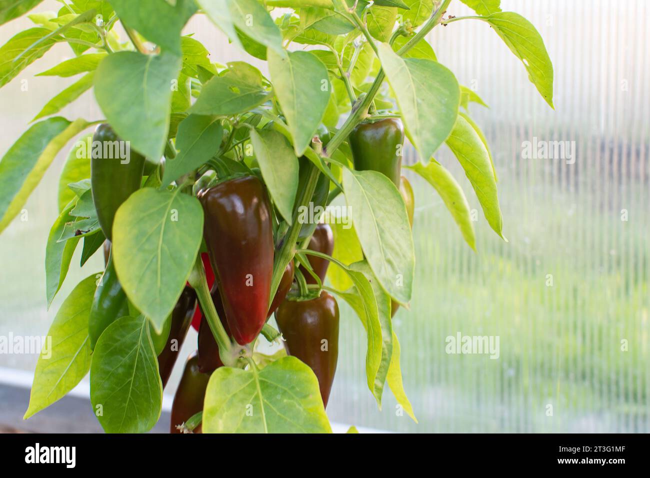 Le poivre rouge-vert pousse dans la serre dans le jardin. Banque D'Images