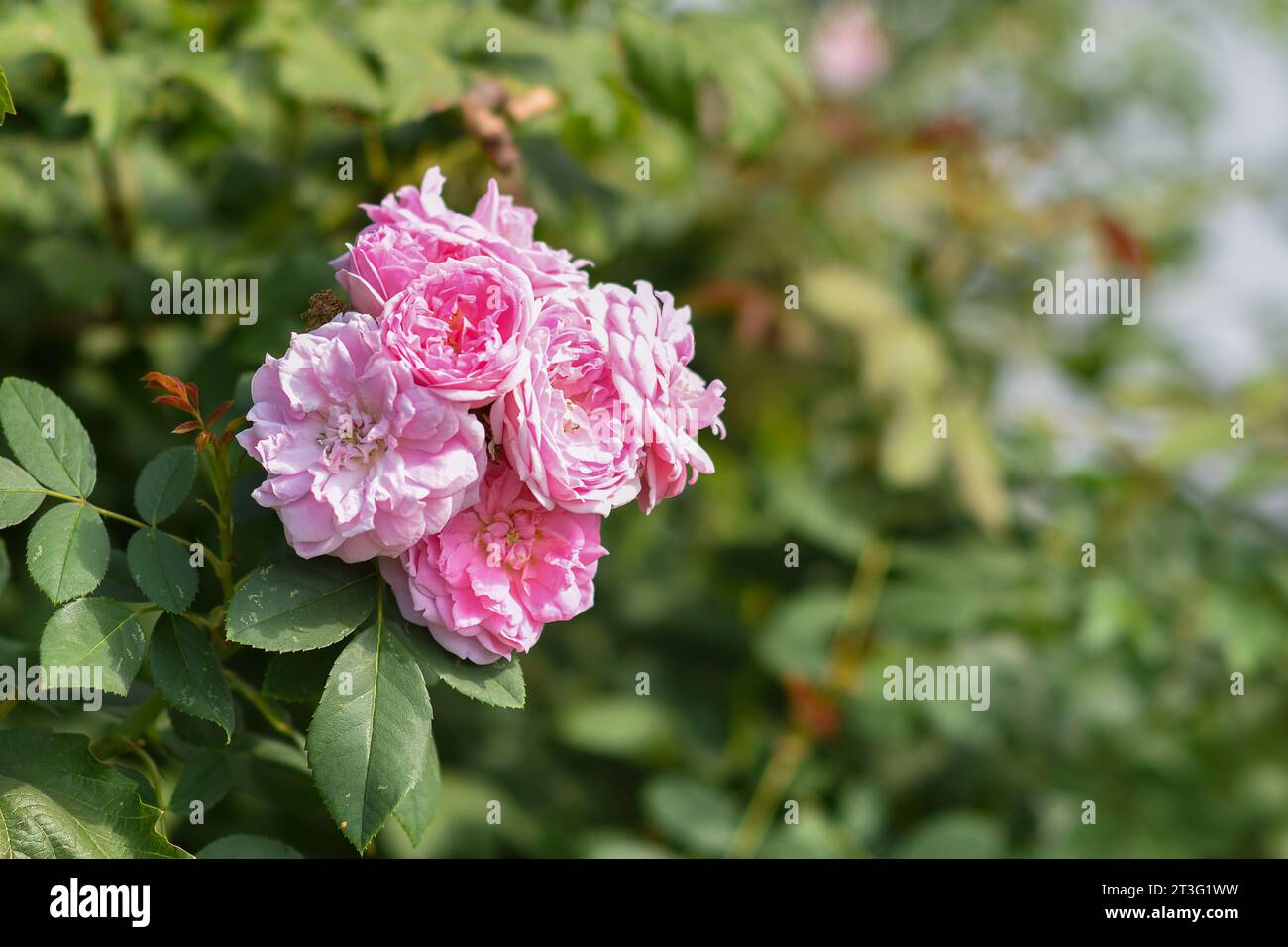 Gros plan sur les roses anglaises sur un fond flou. Banque D'Images