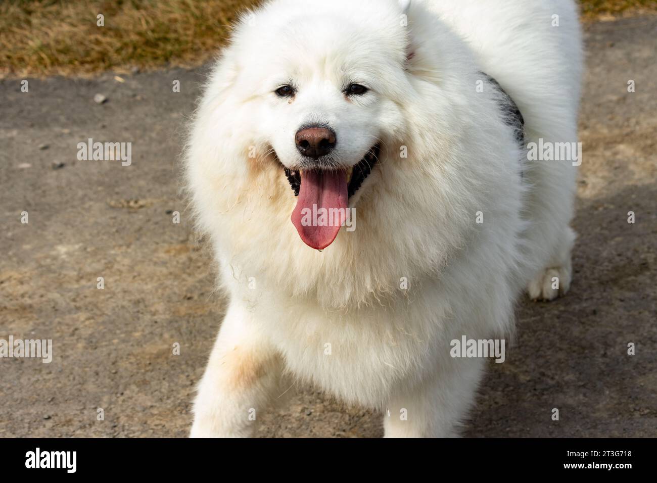 Un Samoyed trop excité a approché le photographe avec une langue lolling Banque D'Images