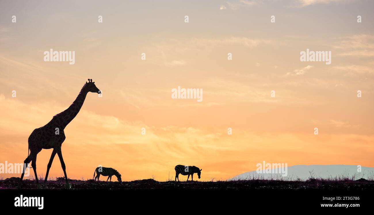 Animaux dans le parc national Maasai Mara, Kenya : une girafe et deux zèbres profitant de la lumière du soleil tôt le matin Banque D'Images