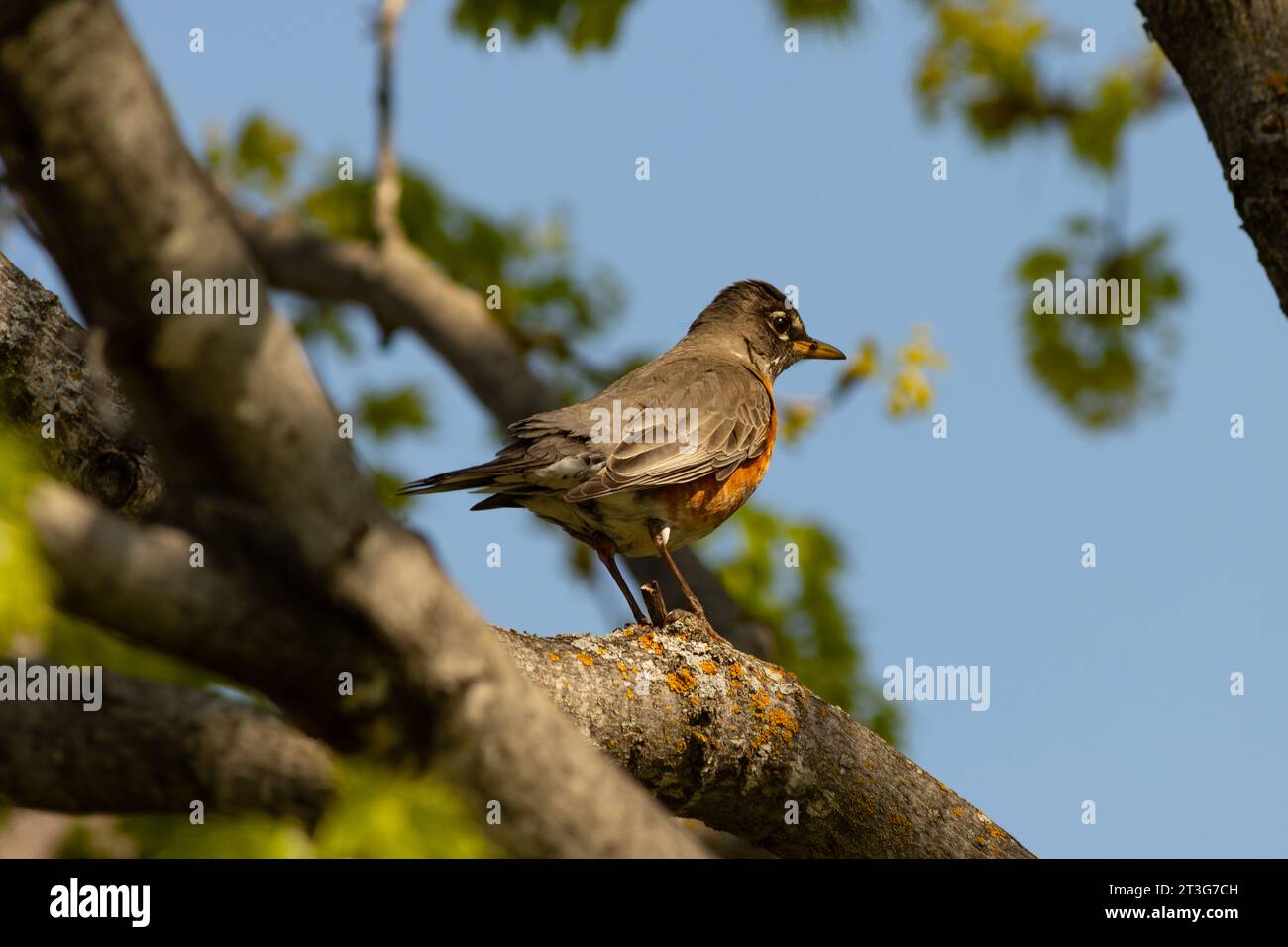 Un Robin est assis dans un arbre, observant le monde Banque D'Images