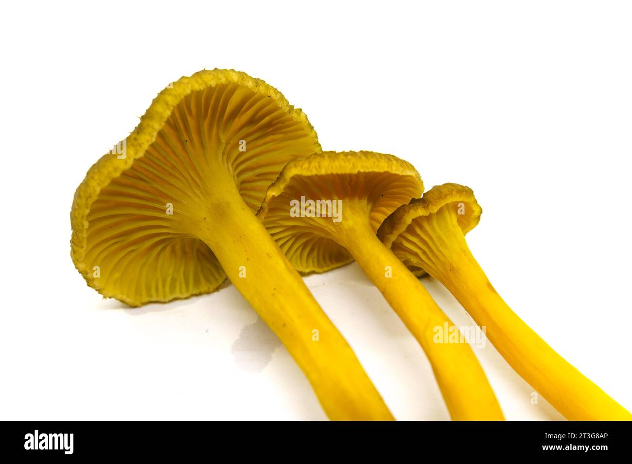 Trois champignons Yellowfoot (Craterellus tubaeformis) isolés sur fond blanc. Banque D'Images