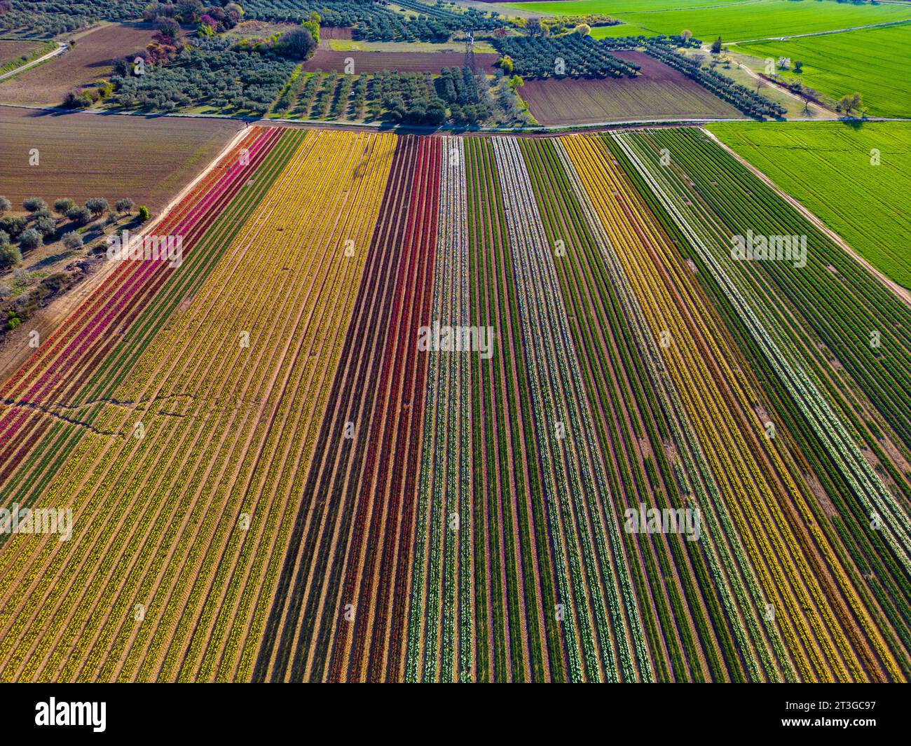 France, Alpes de haute Provence, la Brillanne, champ de tulipes (vue aérienne) (vue aérienne) Banque D'Images