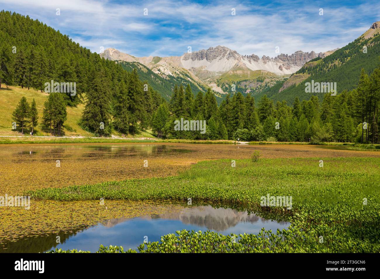 France, Hautes-Alpes, Parc naturel régional du Queyras, Lac d'Arvieux roue entouré d'une forêt de mélèzes (Larix decidua) Banque D'Images