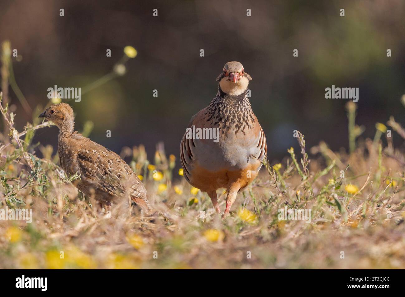 Europe, Espagne, Castilla - la Mancha, Penalajo, perdrix rouge (Alectoris rufa), sur le terrain, femelle adulte avec des jeunes Banque D'Images