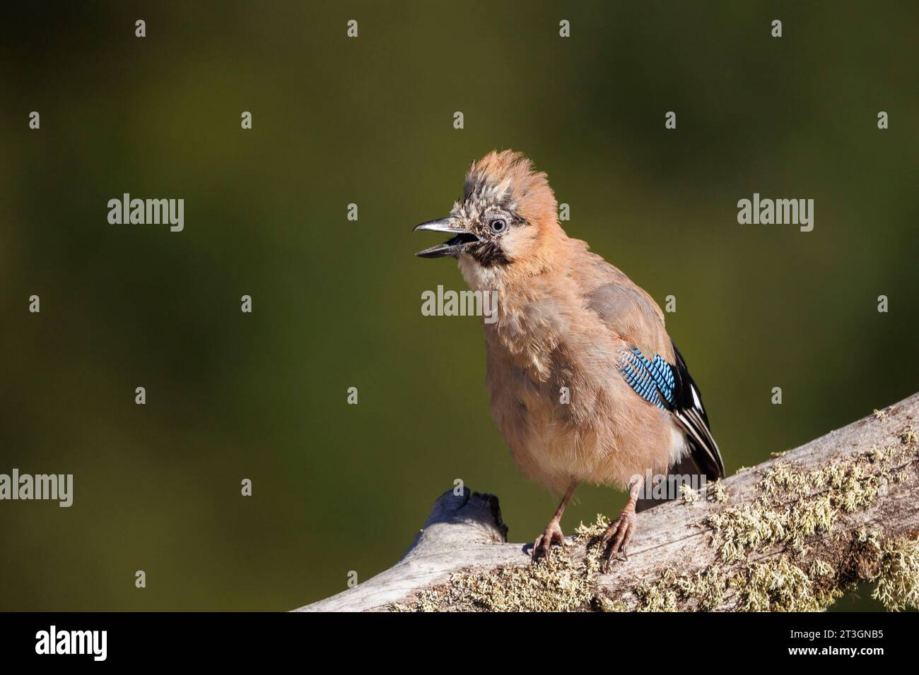 Espagne, Castilla y Leon, province of Leon, Boca del Huergano, Geai eurasien (Garrulus glandarius) Banque D'Images