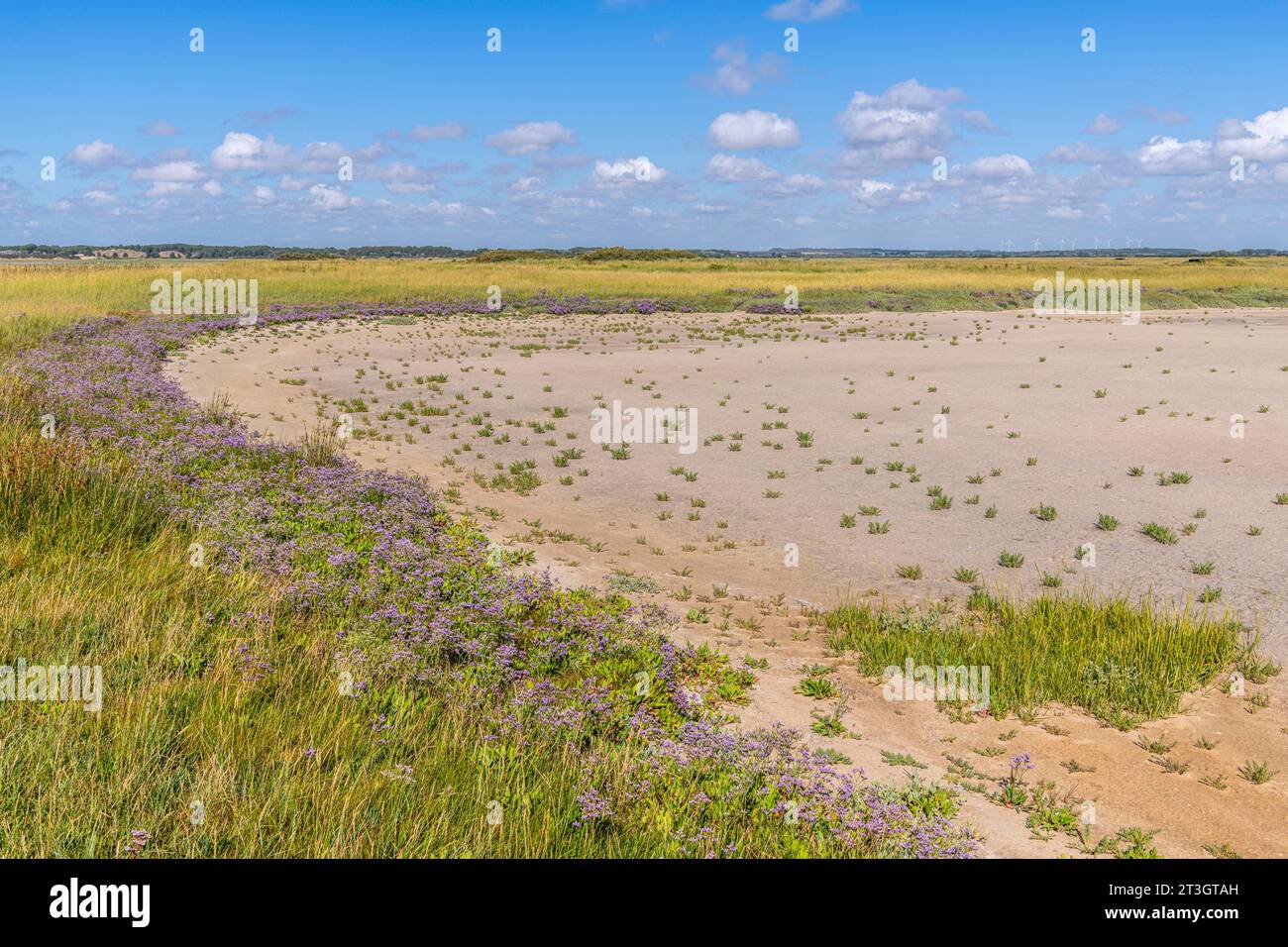 France, somme, Baie d'Authie, fort-Mahon, Baie d'Authie couverte de lilas de mer (sauvage Statica) Banque D'Images