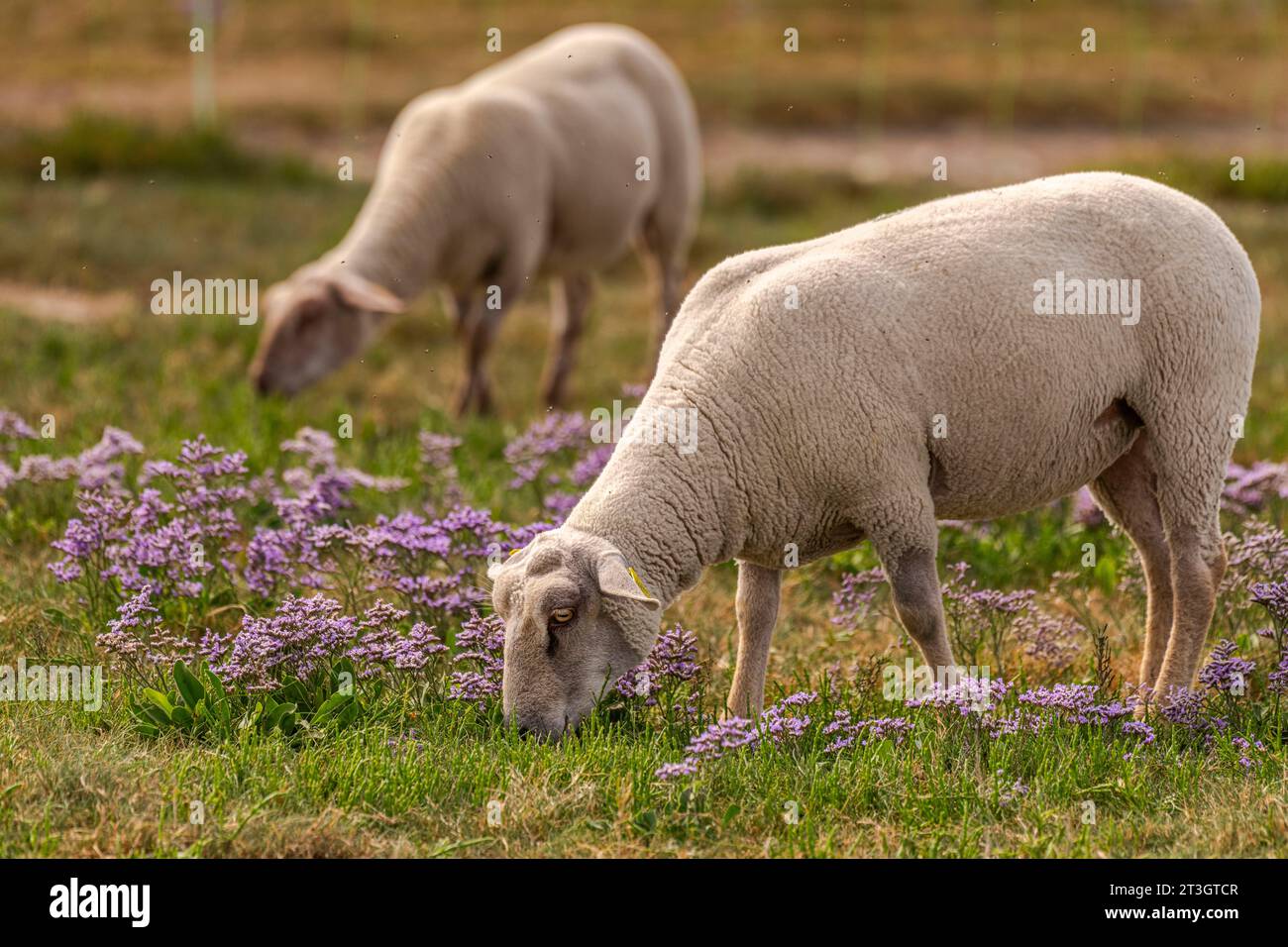 France, somme, Baie de somme, Saint-Valery-sur-somme, Cap Hornu, moutons de prairie de sel dans la statique sauvage Banque D'Images