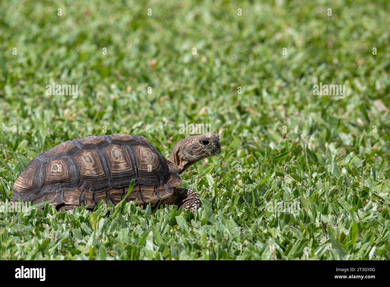 Tortue explorant un jardin avec de belles herbes et des plantes vertes. Banque D'Images