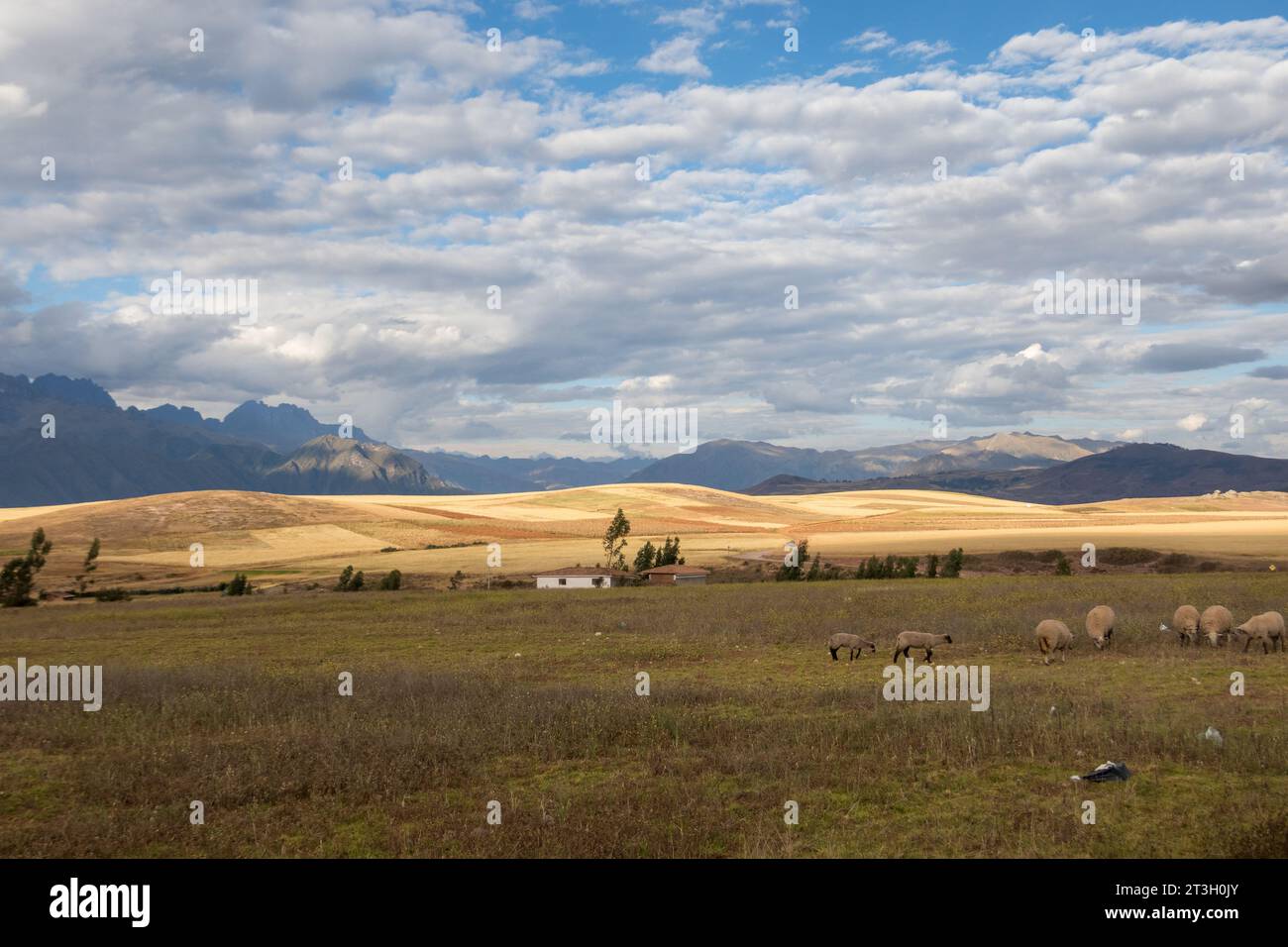 Fin de journée près de Maras au Pérou. Un troupeau de moutons paissent dans un champ, dont une partie est illuminée après un soleil radieux. Banque D'Images