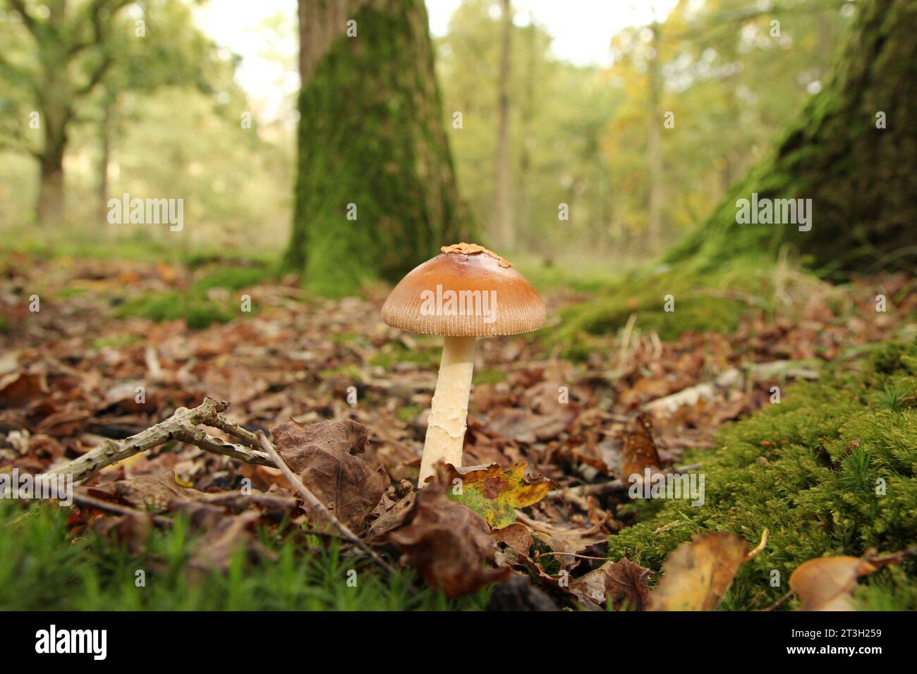 un champignon grisette tawny brun dans une forêt et des arbres et des arbres verts en arrière-plan Banque D'Images