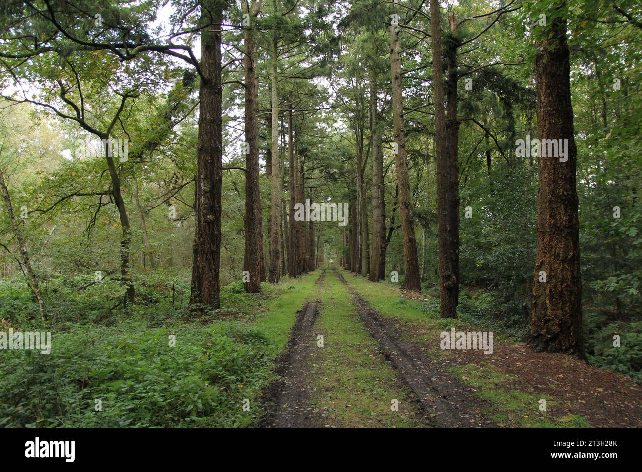 un chemin avec des pistes dans la boue et une ruelle de grands arbres dans une forêt en automne après de fortes averses de pluie Banque D'Images un chemin avec des pistes dans la boue et une ruelle de grands arbres dans une forêt en automne après de fortes averses de pluie Banque D'Images
