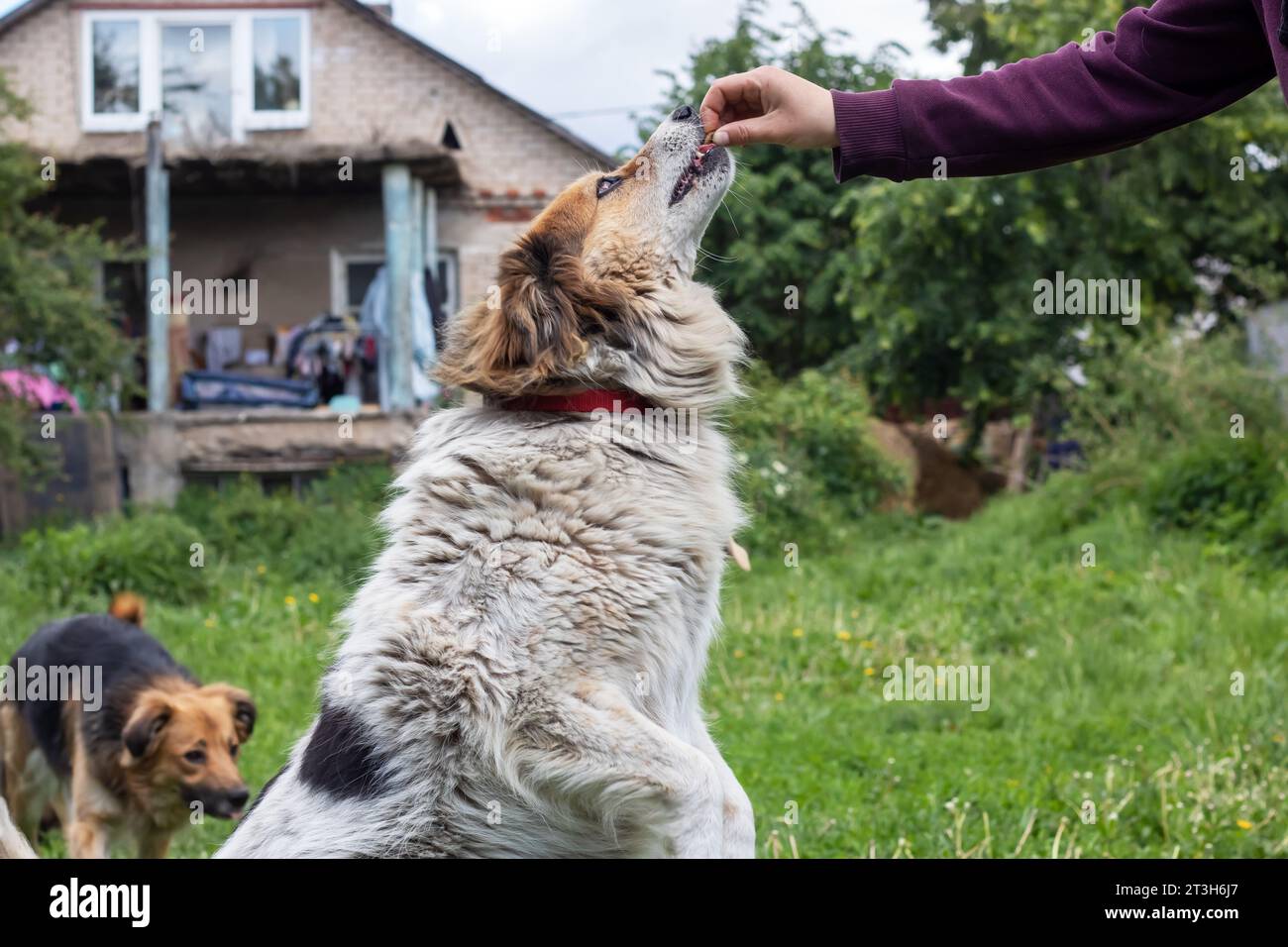Un chien prend un régal de la main d'une personne de près Banque D'Images