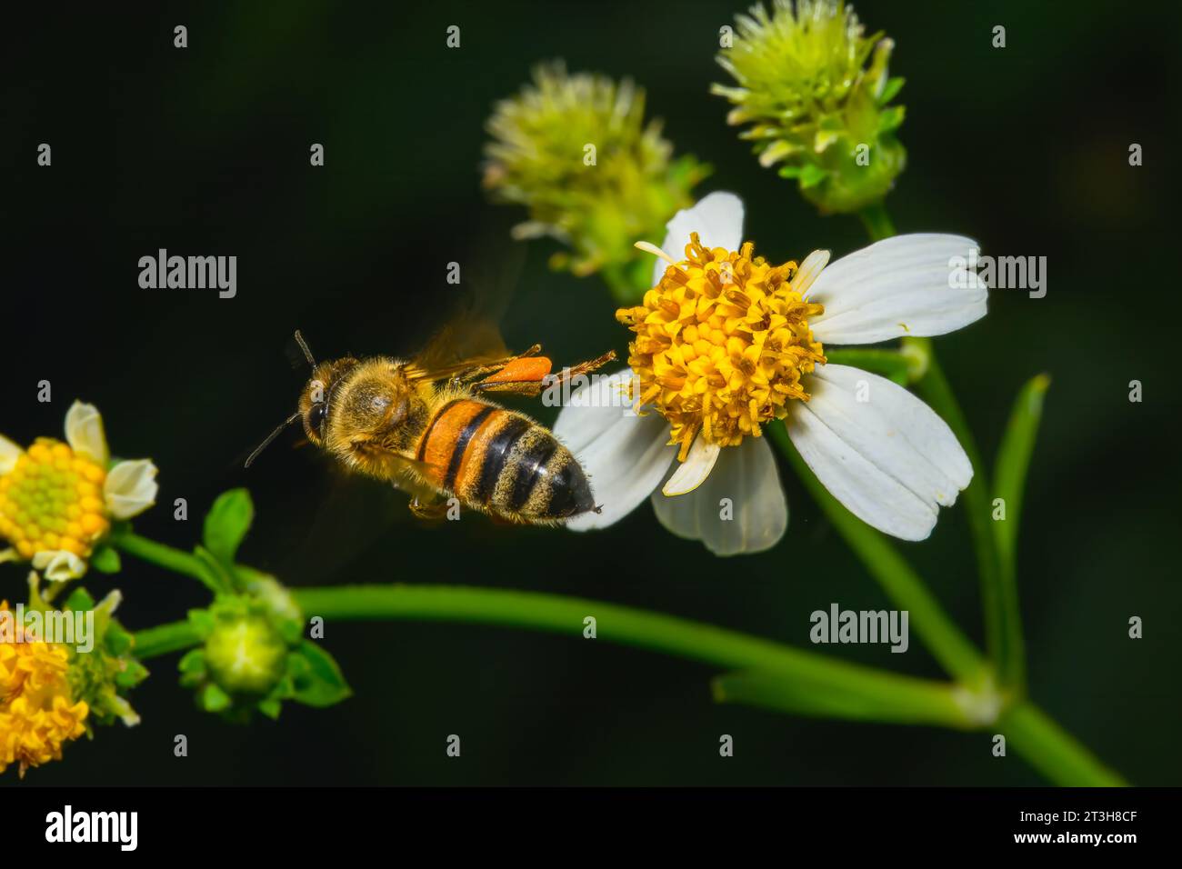 bumble abeille volant loin de la fleur jaune Banque D'Images