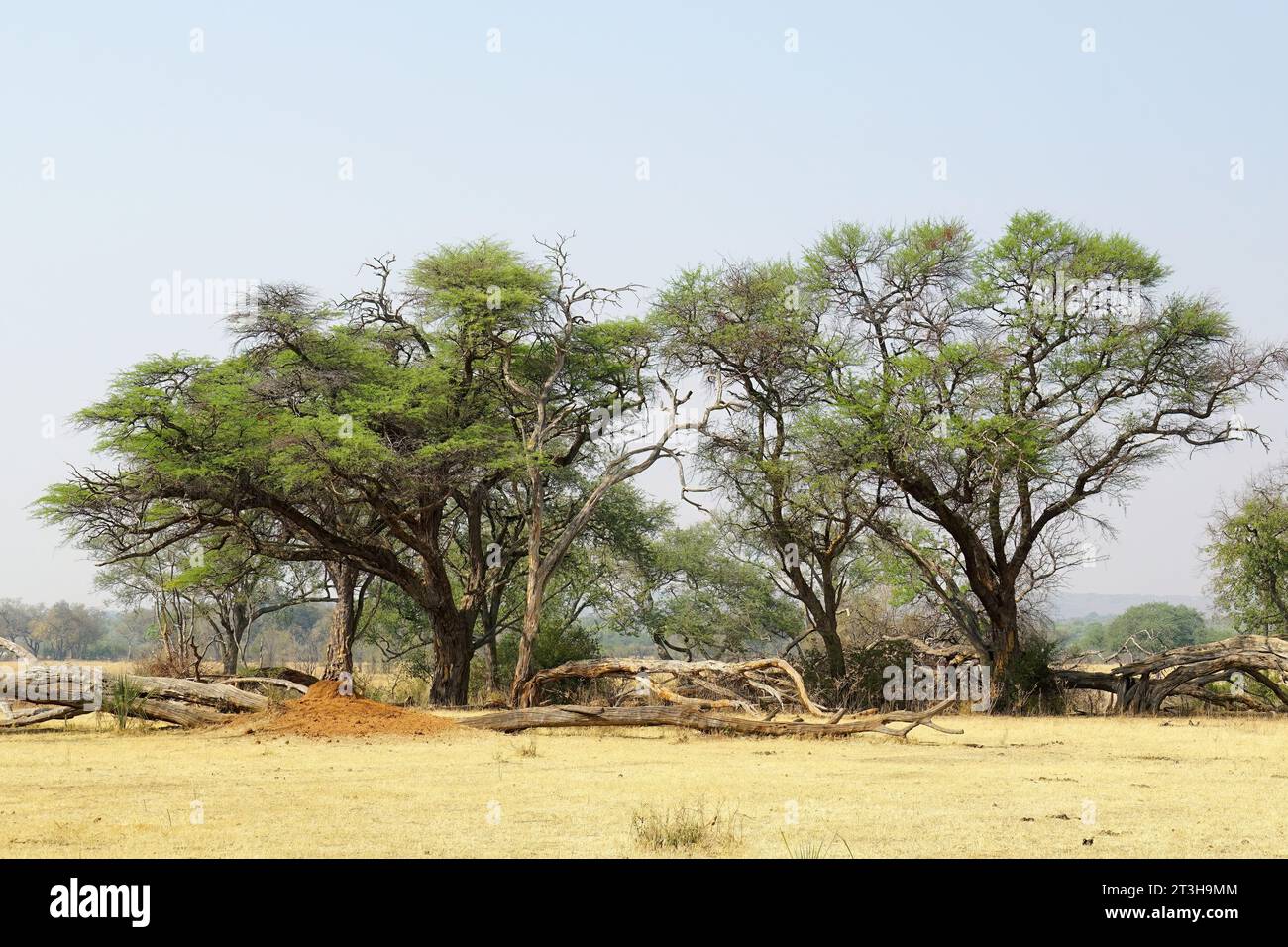Parc national de MOSI-oa-Tunya, Zambie, Afrique, site du patrimoine mondial de l'UNESCO Banque D'Images