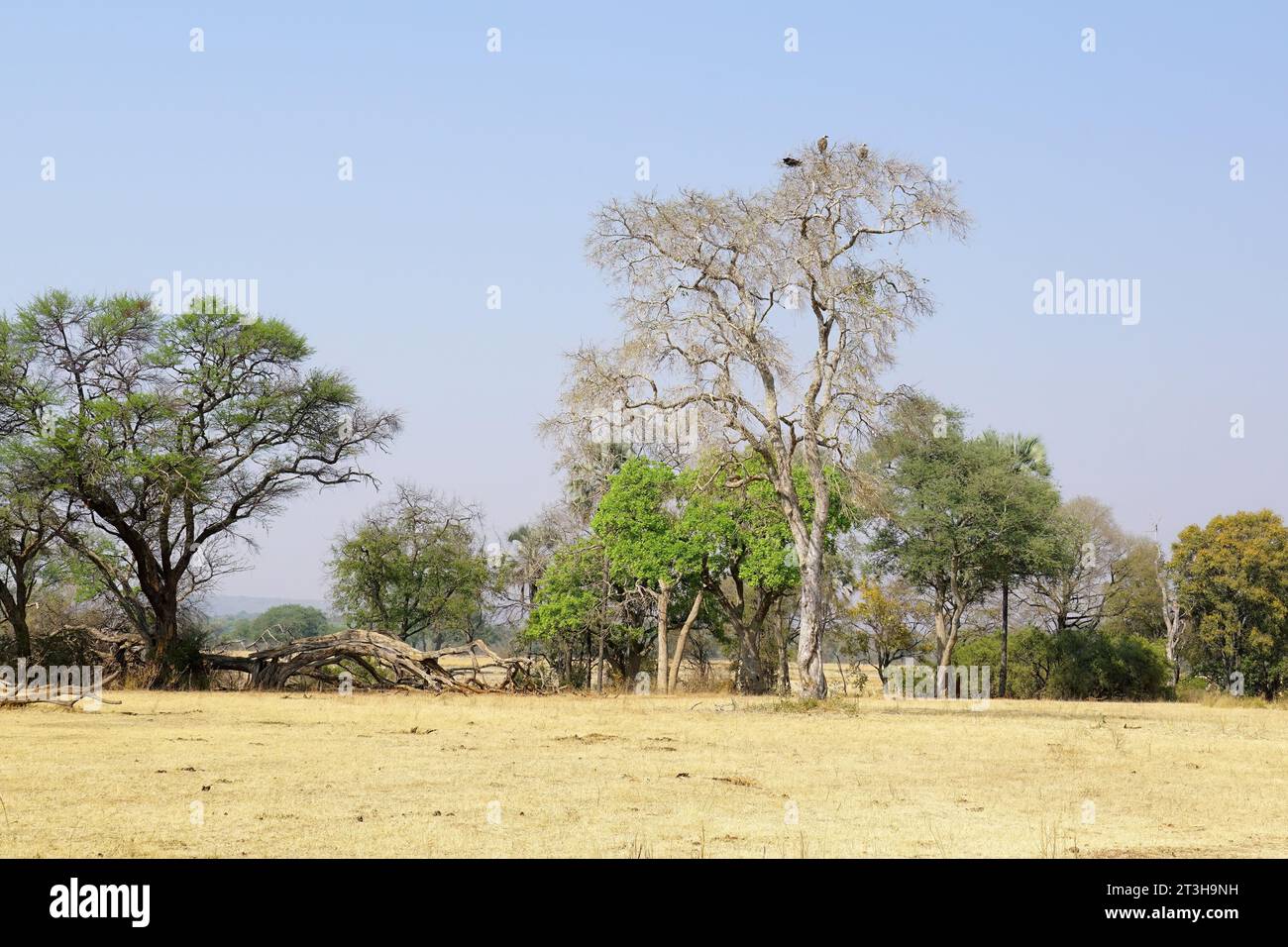 Parc national de MOSI-oa-Tunya, Zambie, Afrique, site du patrimoine mondial de l'UNESCO Banque D'Images