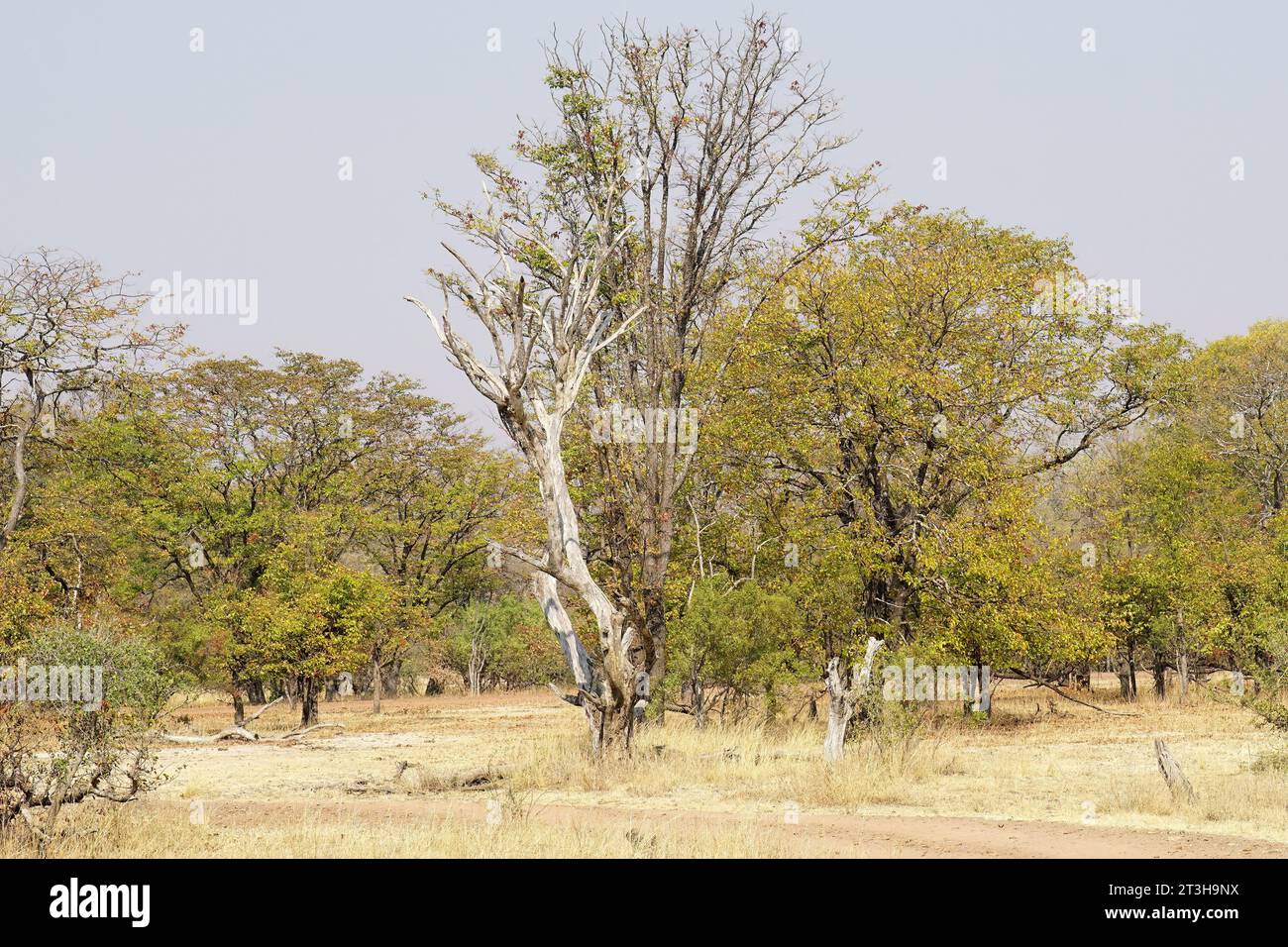 Parc national de MOSI-oa-Tunya, Zambie, Afrique, site du patrimoine mondial de l'UNESCO Banque D'Images