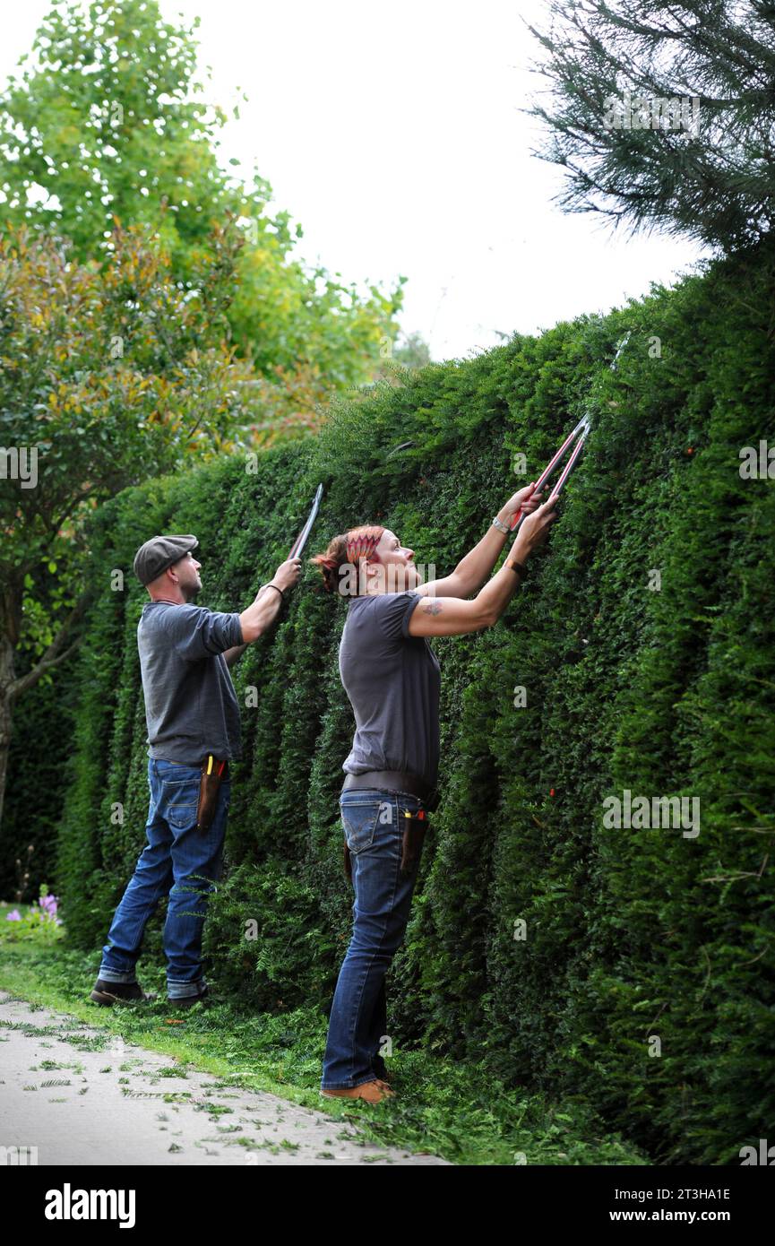 Artistes topiaires travaillant sur une hedge de Yew, Royaume-Uni Banque D'Images