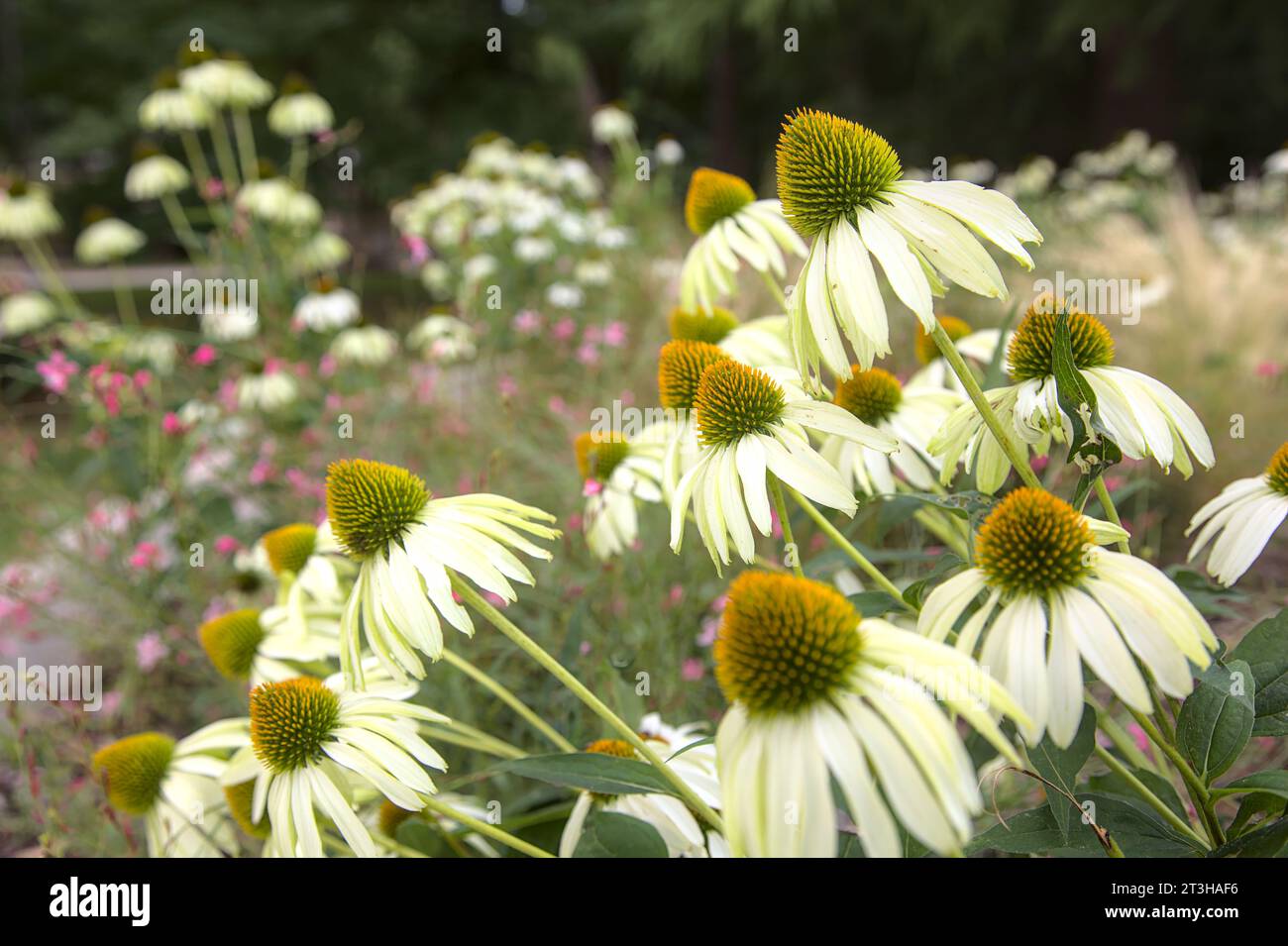 Arbuste d'échinacée en fleur vu de près Banque D'Images