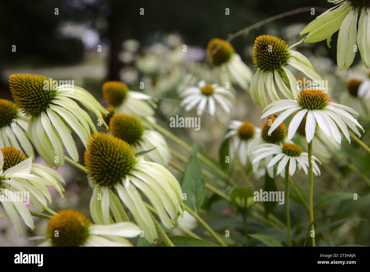 Arbuste d'échinacée en fleur vu de près Banque D'Images