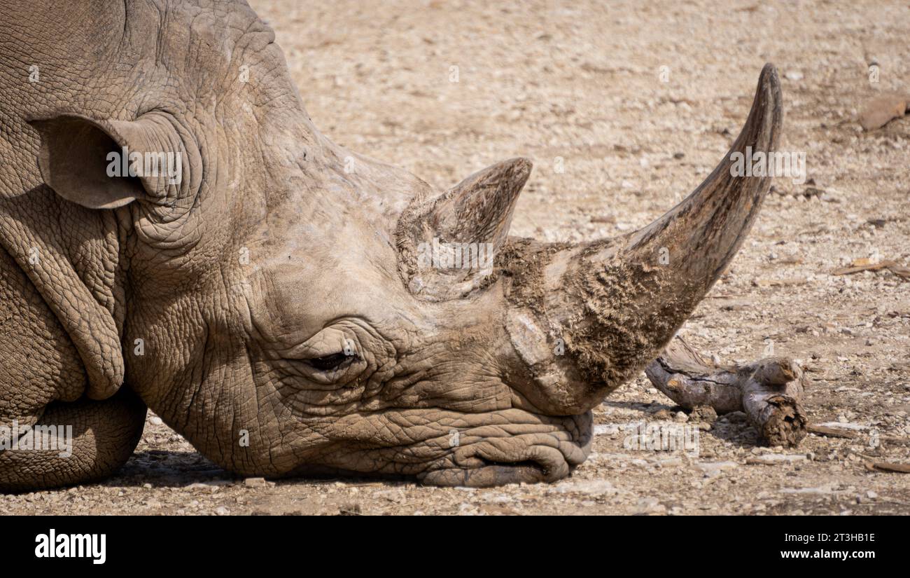 Le portrait en gros plan d'un rhinocéros triste et ennuyé assis avec son museau dans le sol sec au zoo de Barben, France. Banque D'Images