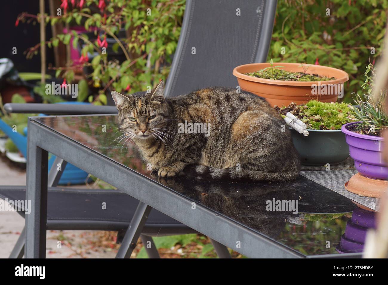 European Shorthair, chat domestique reposant sur une table de patio en verre noir dans un jardin hollandais en automne, octobre, pays-Bas Banque D'Images