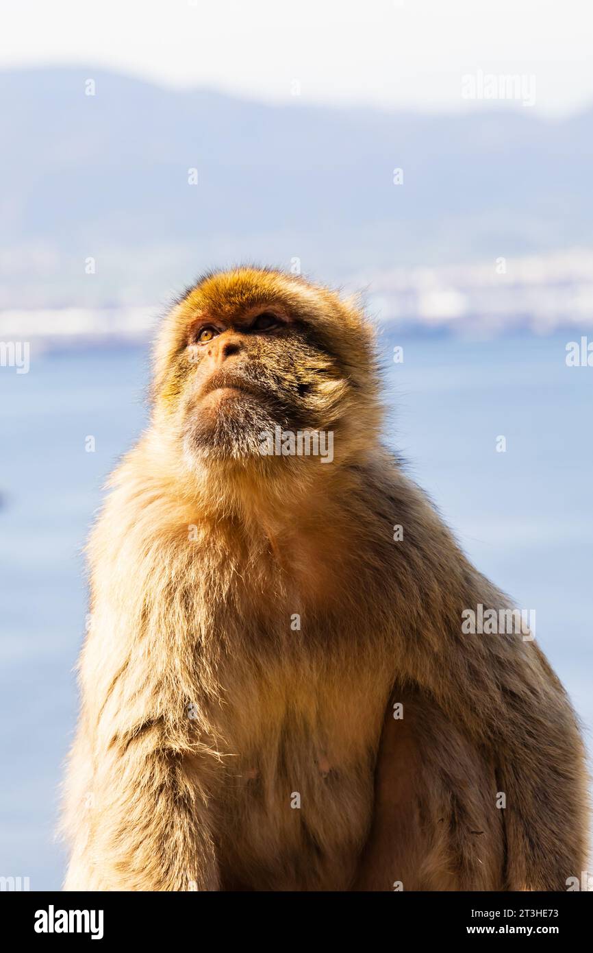 Macaque de Barbarie, singe de Gibraltar, Banque D'Images