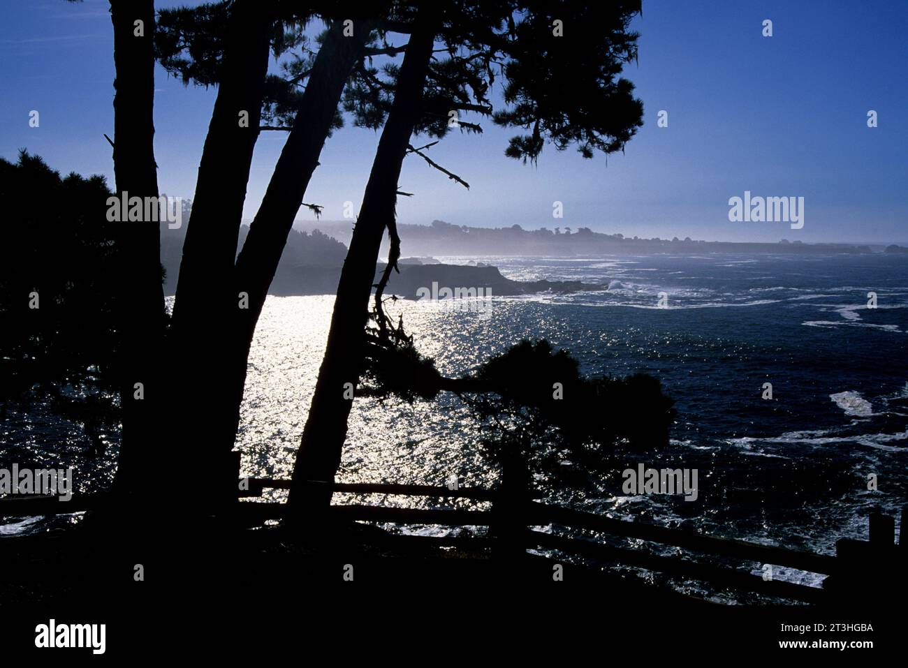 Silhouette de pin sur la côte bluff, Russian Gulch State Park, Californie Banque D'Images