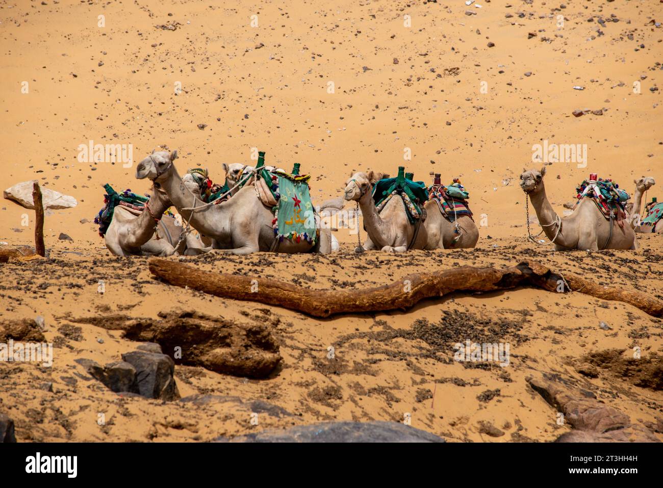 Chameaux reposant au bord du Nil près d'Assouan, Égypte Banque D'Images