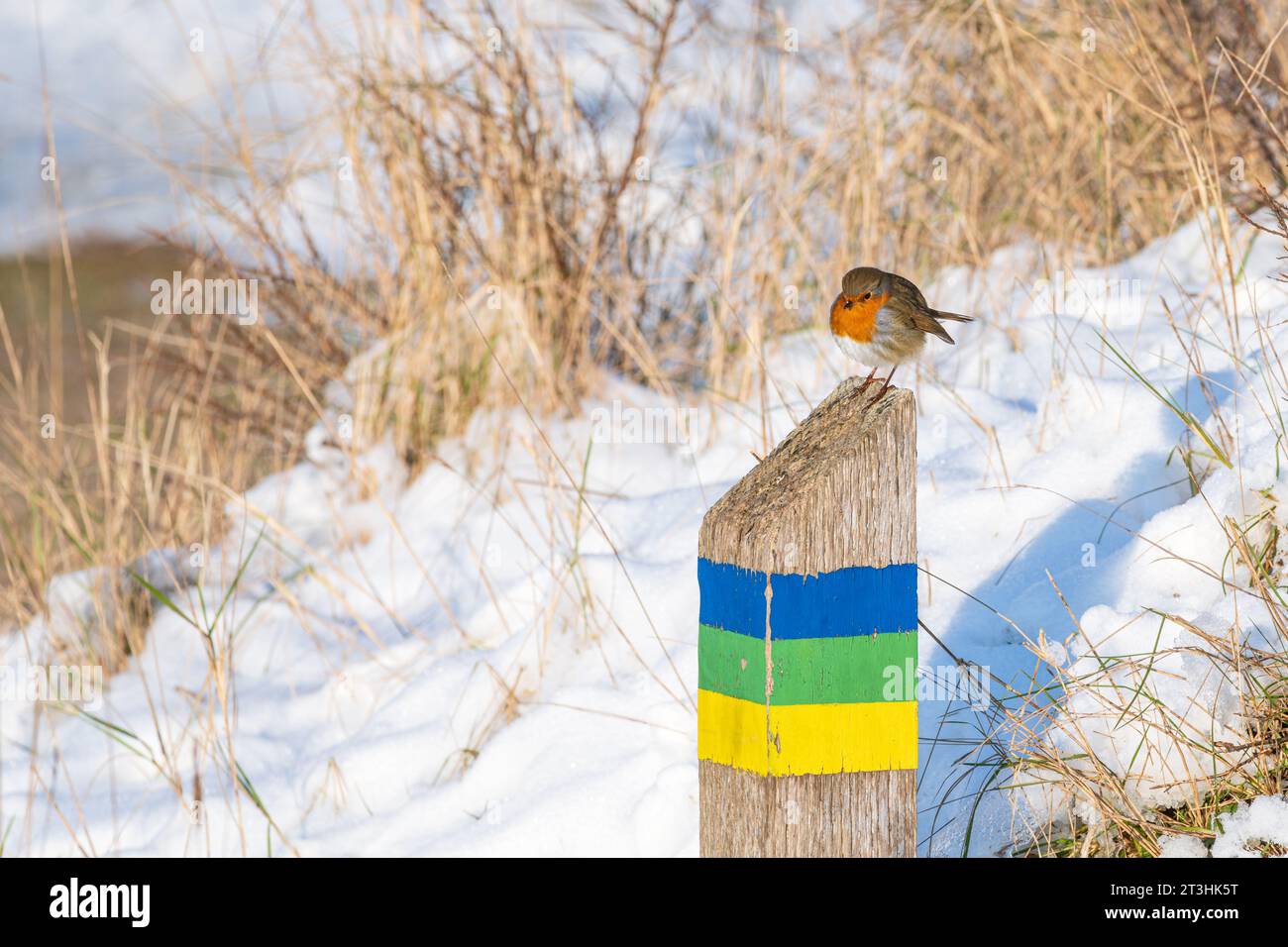 Un Robin est perché sur un marqueur de route dans les dunes enneigées de Goeree-Overflakkee aux pays-Bas pendant l'hiver. Banque D'Images