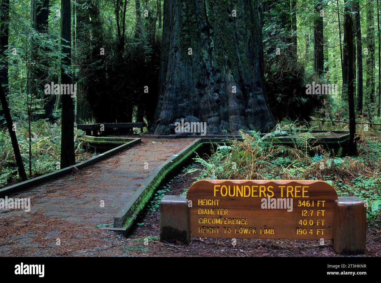 Arbres fondateurs, Humboldt Redwoods State Park, Californie Banque D'Images