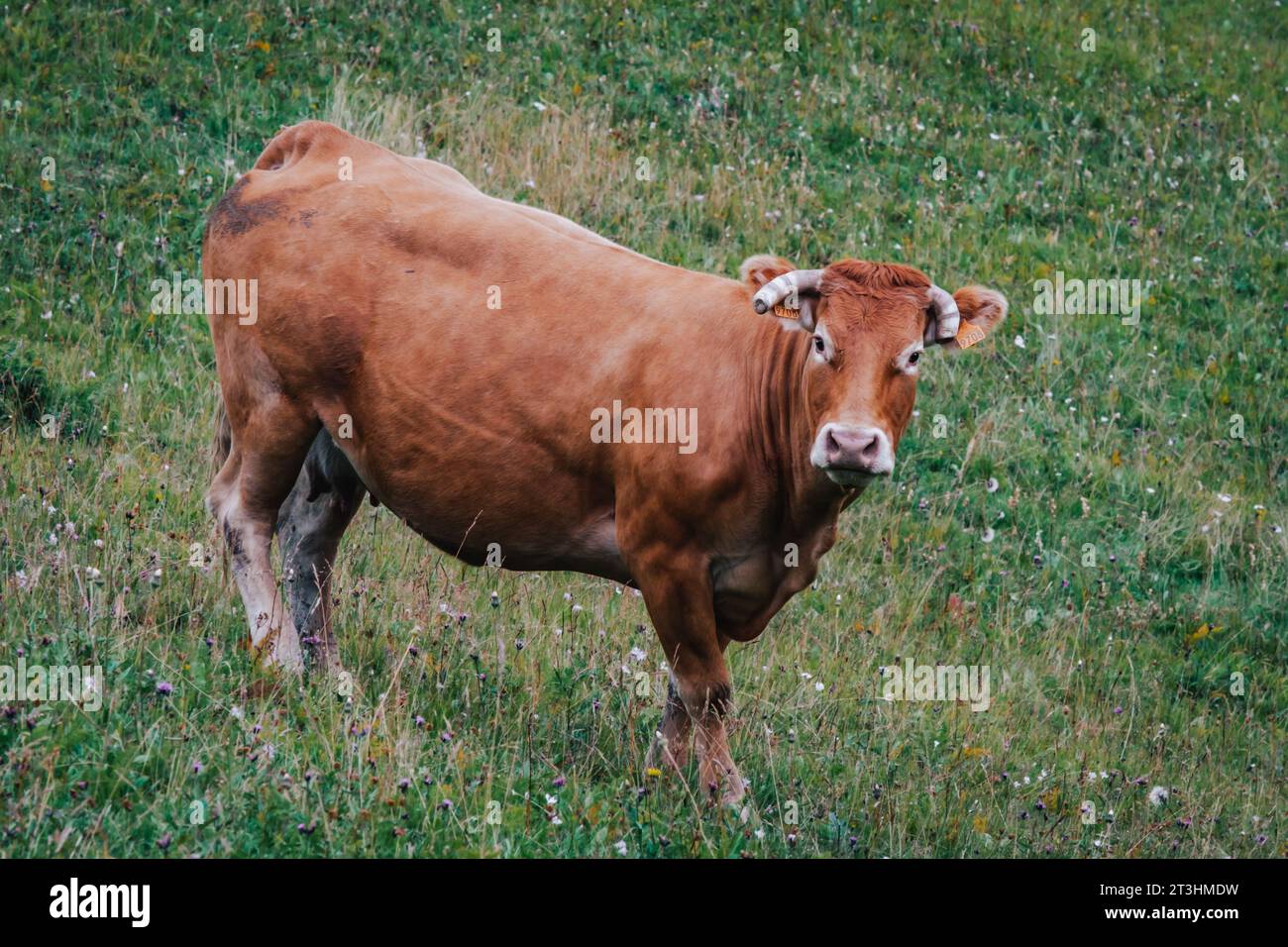 Vache paissant sur herbe dans les alpages du Vallon de Combeau près de Châtillon en Diois dans le sud de la France Banque D'Images