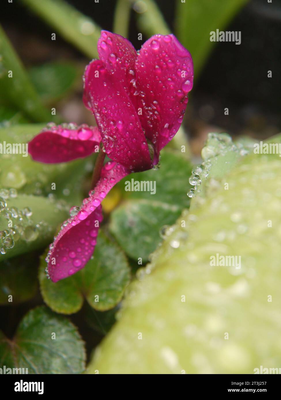 Mini cyclamen violet (Cyclamen persicum) en fleur, perlé de gouttes de pluie Banque D'Images