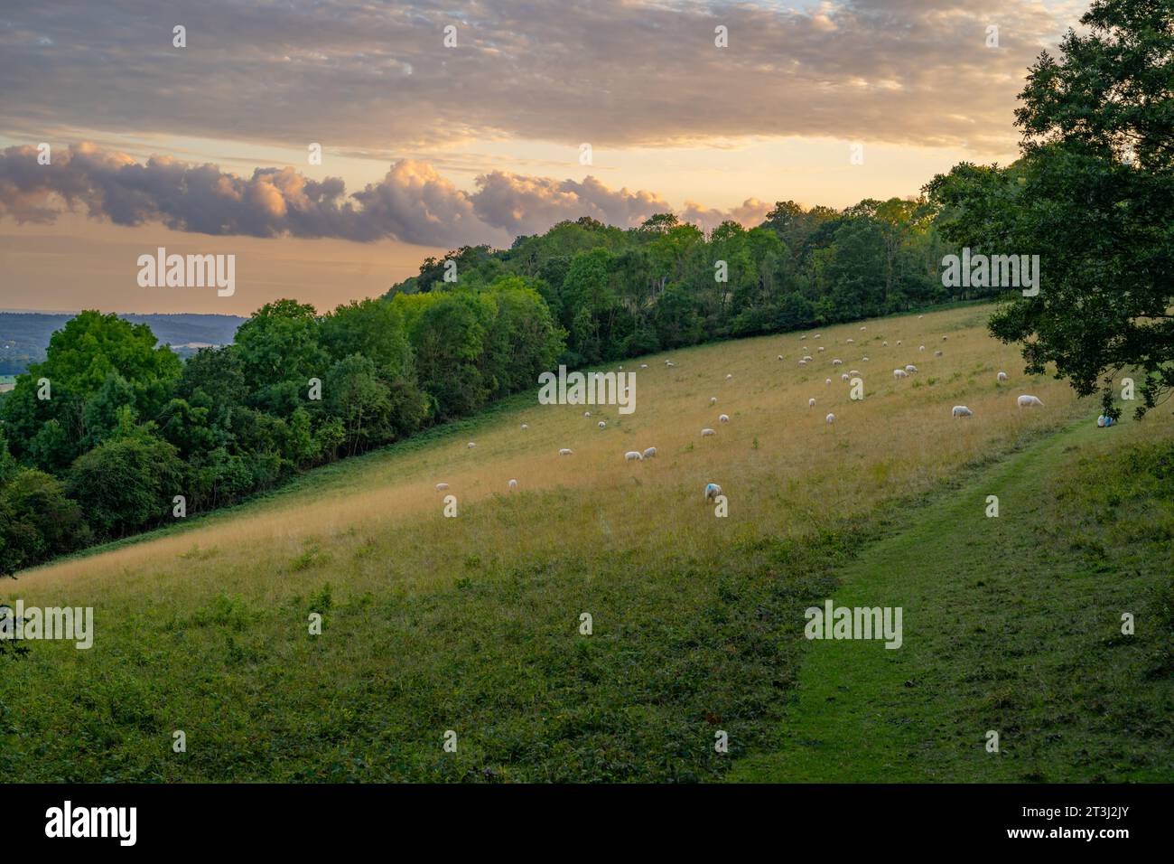 Soirée sur les fileds sur les duvets nord près de Vigo Kent. Banque D'Images