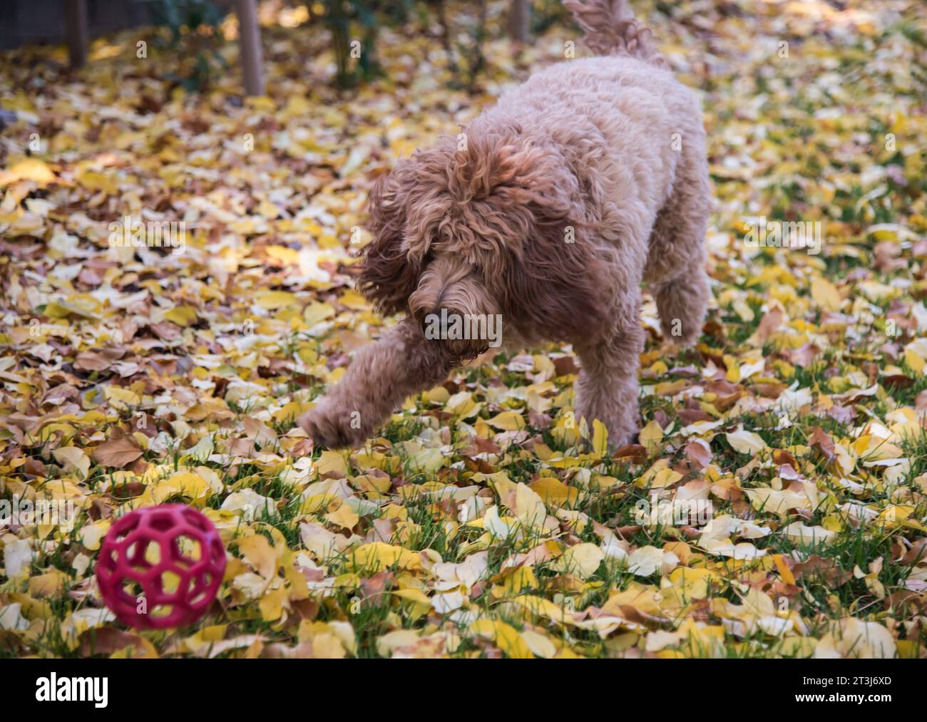 Race de chien Bernedoodle. Heureux, doux, intelligent et un excellent compagnon. Cette race vous suivra partout. Banque D'Images