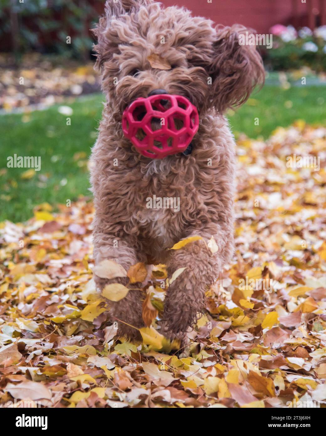Race de chien Bernedoodle. Heureux, doux, intelligent et un excellent compagnon. Cette race vous suivra partout. Banque D'Images