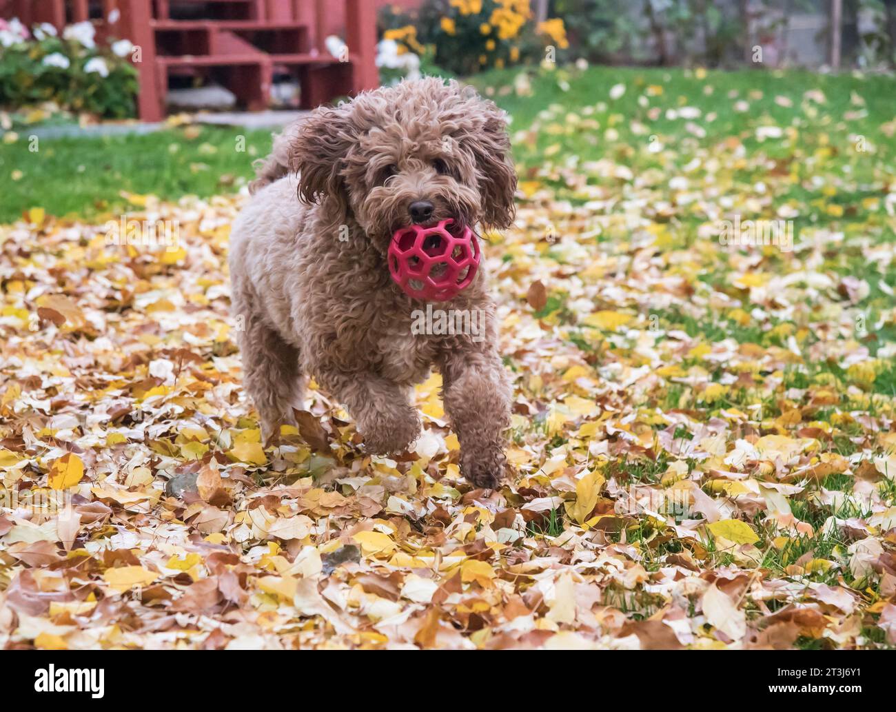 Race de chien Bernedoodle. Heureux, doux, intelligent et un excellent compagnon. Cette race vous suivra partout. Banque D'Images