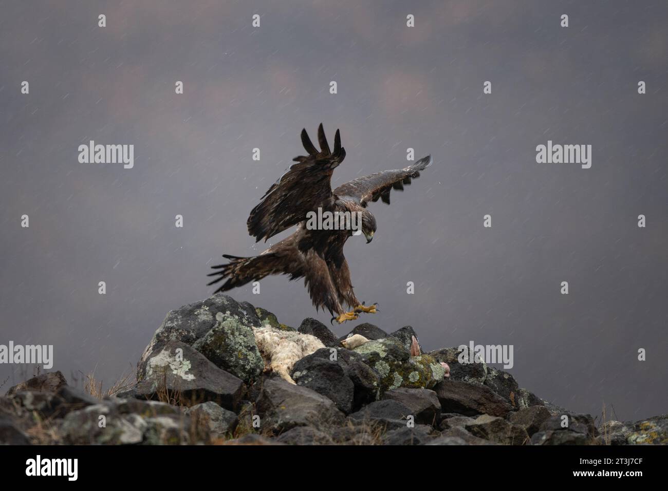 Aigle royal dans les montagnes des Rhodopes. Aigle au sommet des montagnes bulgares. Ornithologie en hiver. Banque D'Images Aigle royal dans les montagnes des Rhodopes. Aigle au sommet des montagnes bulgares. Ornithologie en hiver. Banque D'Images