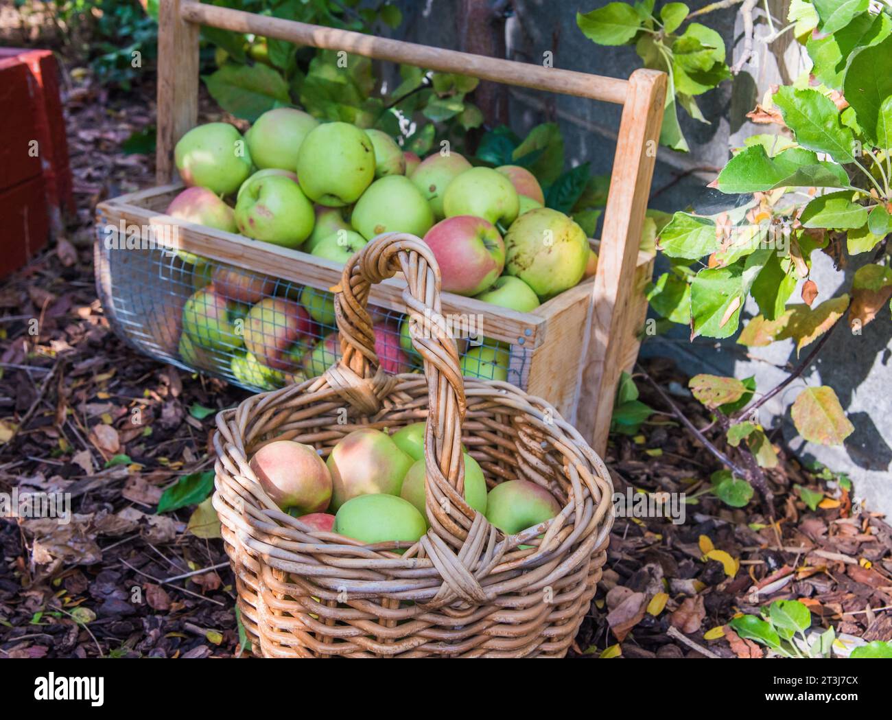 Pommes fraîchement cueillies dans un verger domestique. Banque D'Images