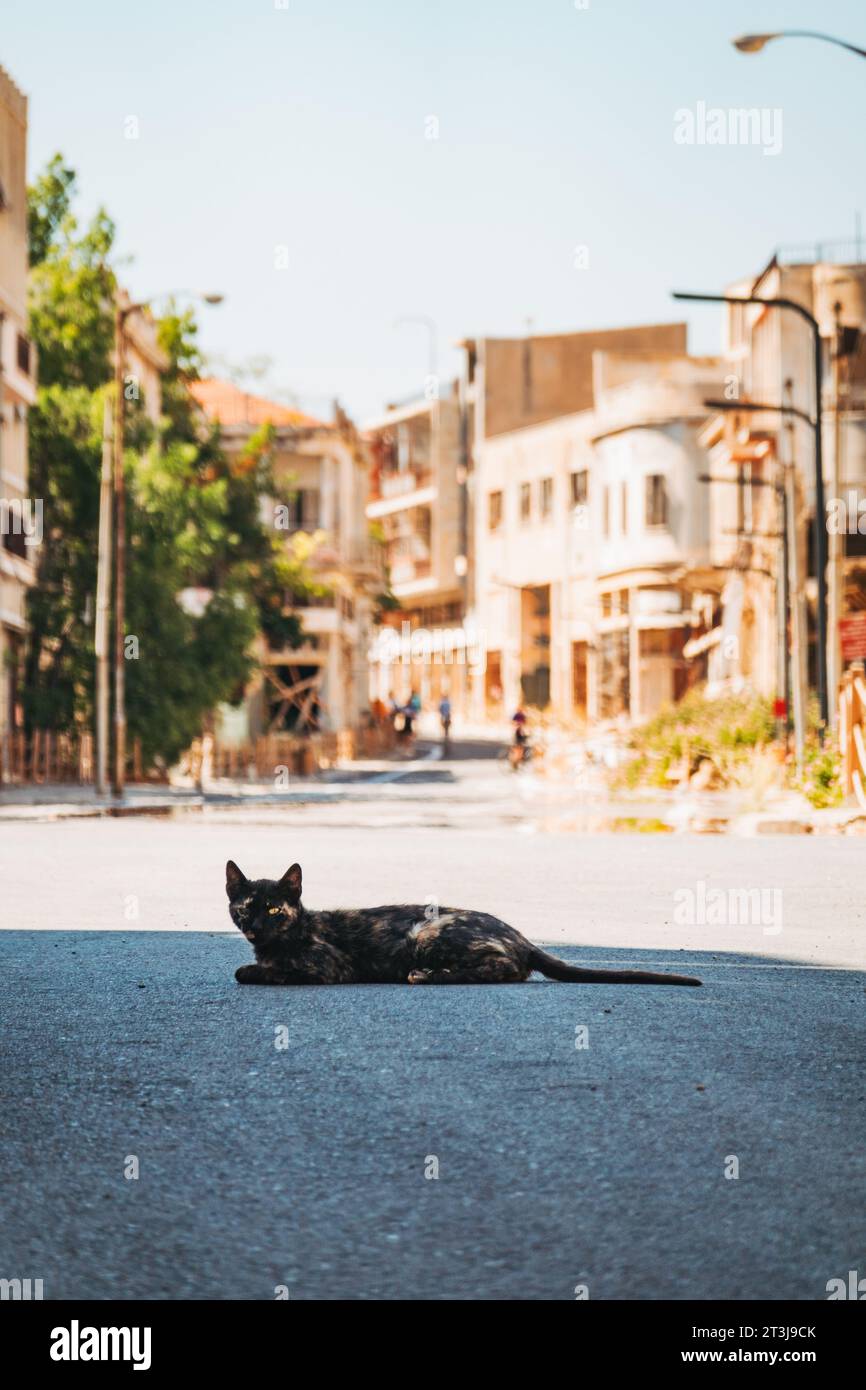 Un chat errant se trouve sur la route dans la ville fantôme de Varosha, Famagouste, Chypre du Nord Banque D'Images