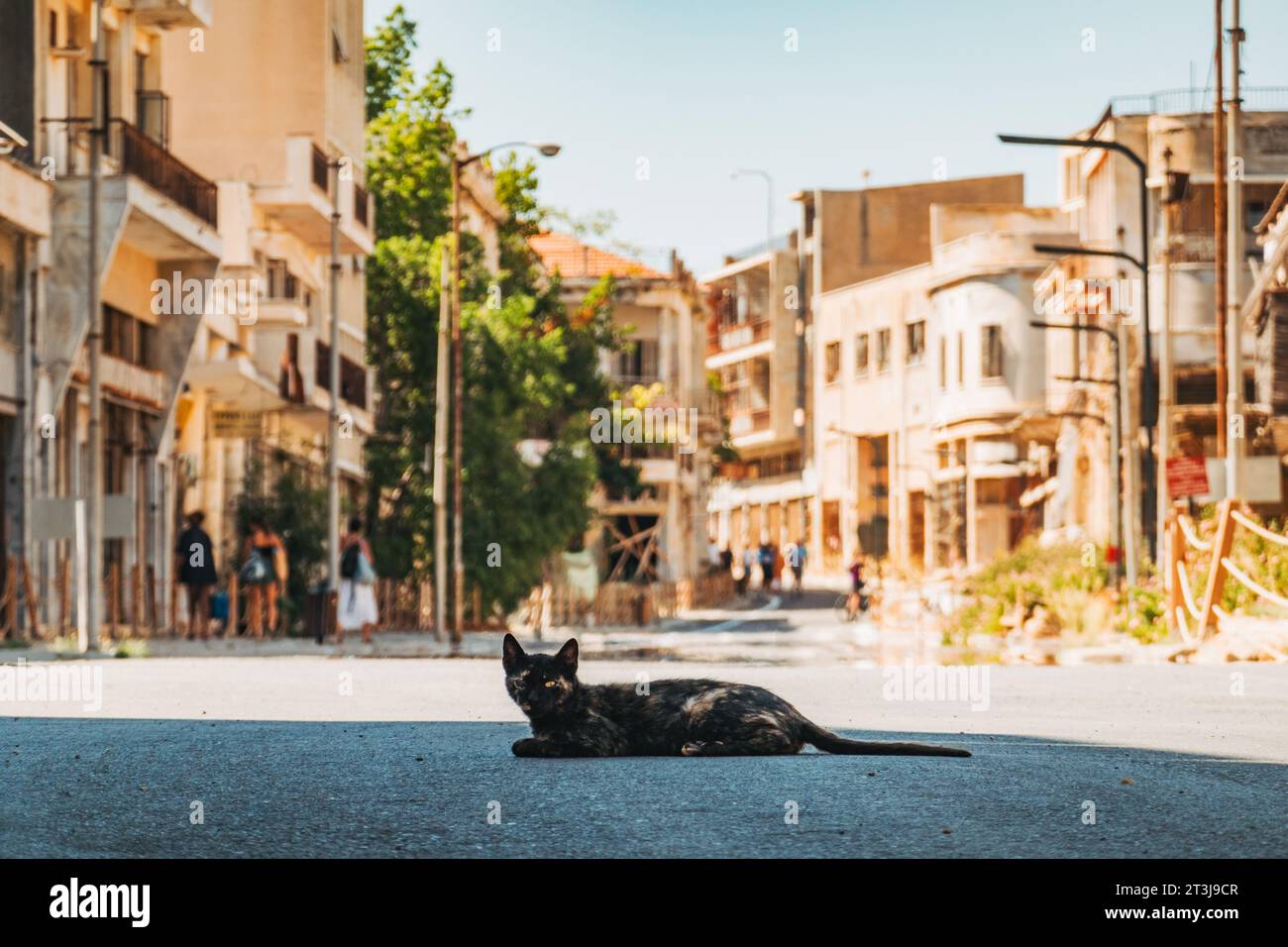 Un chat errant se trouve sur la route dans la ville fantôme de Varosha, Famagouste, Chypre du Nord Banque D'Images