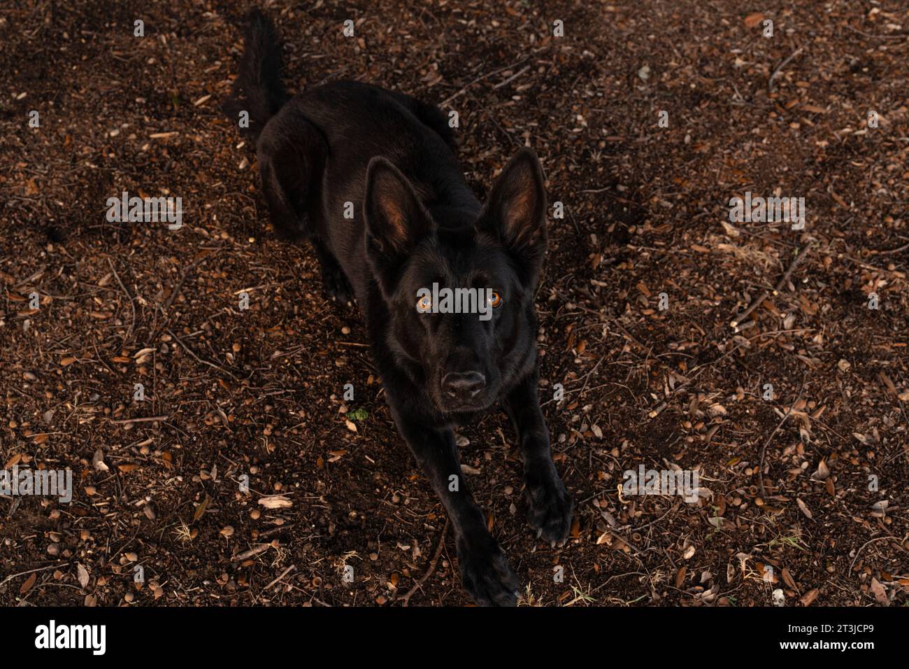 Chien noir allemand Sheperd reposant dans le feuillage en automne. Animaux dans la nature, yeux bruns correspondant à l'arrière-plan. Sony A7R IV Sigma 35mm Banque D'Images